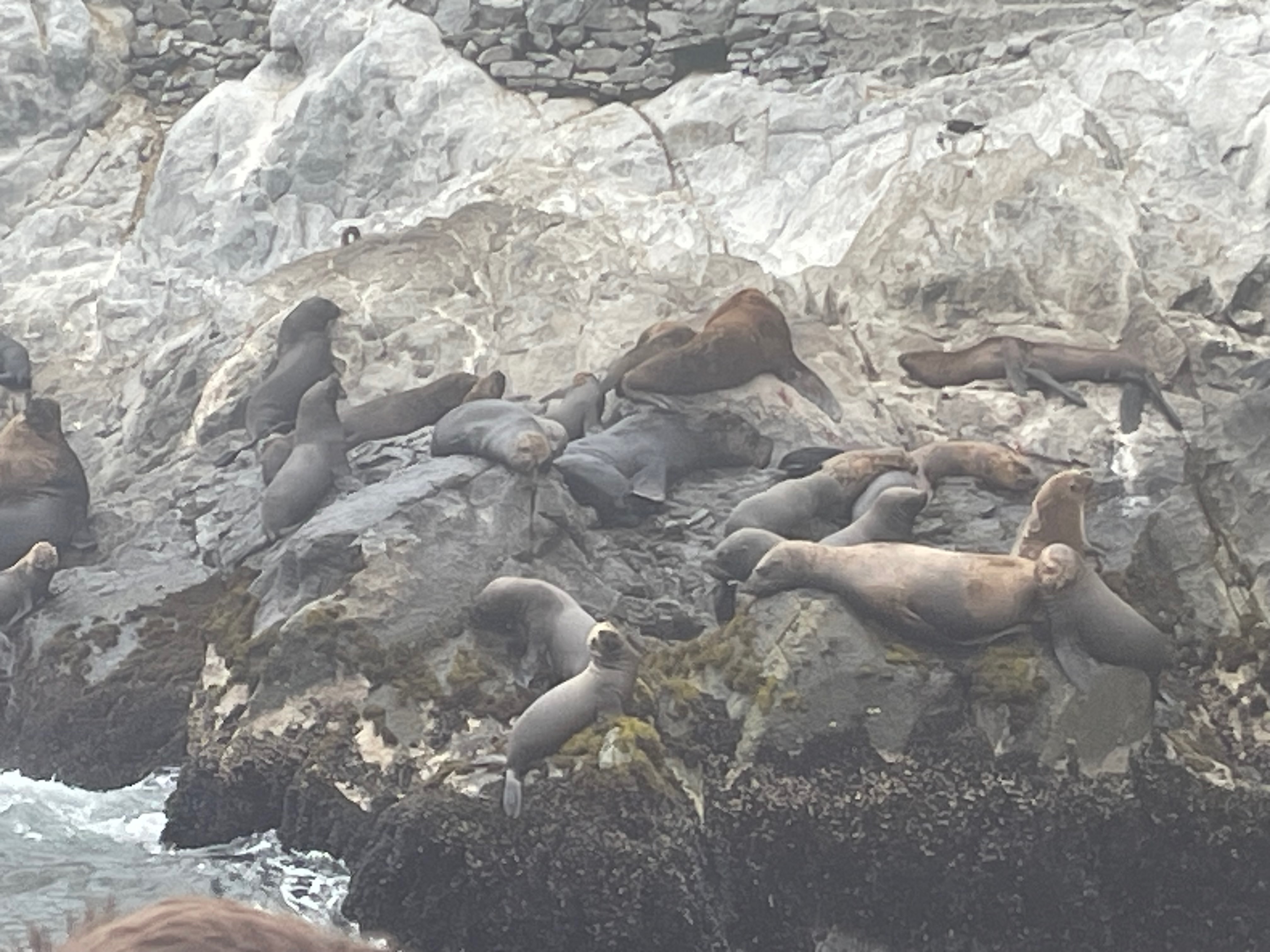 Images of Sea Lions and Chilean Penguins as seen from the Palomino Islands near Lima