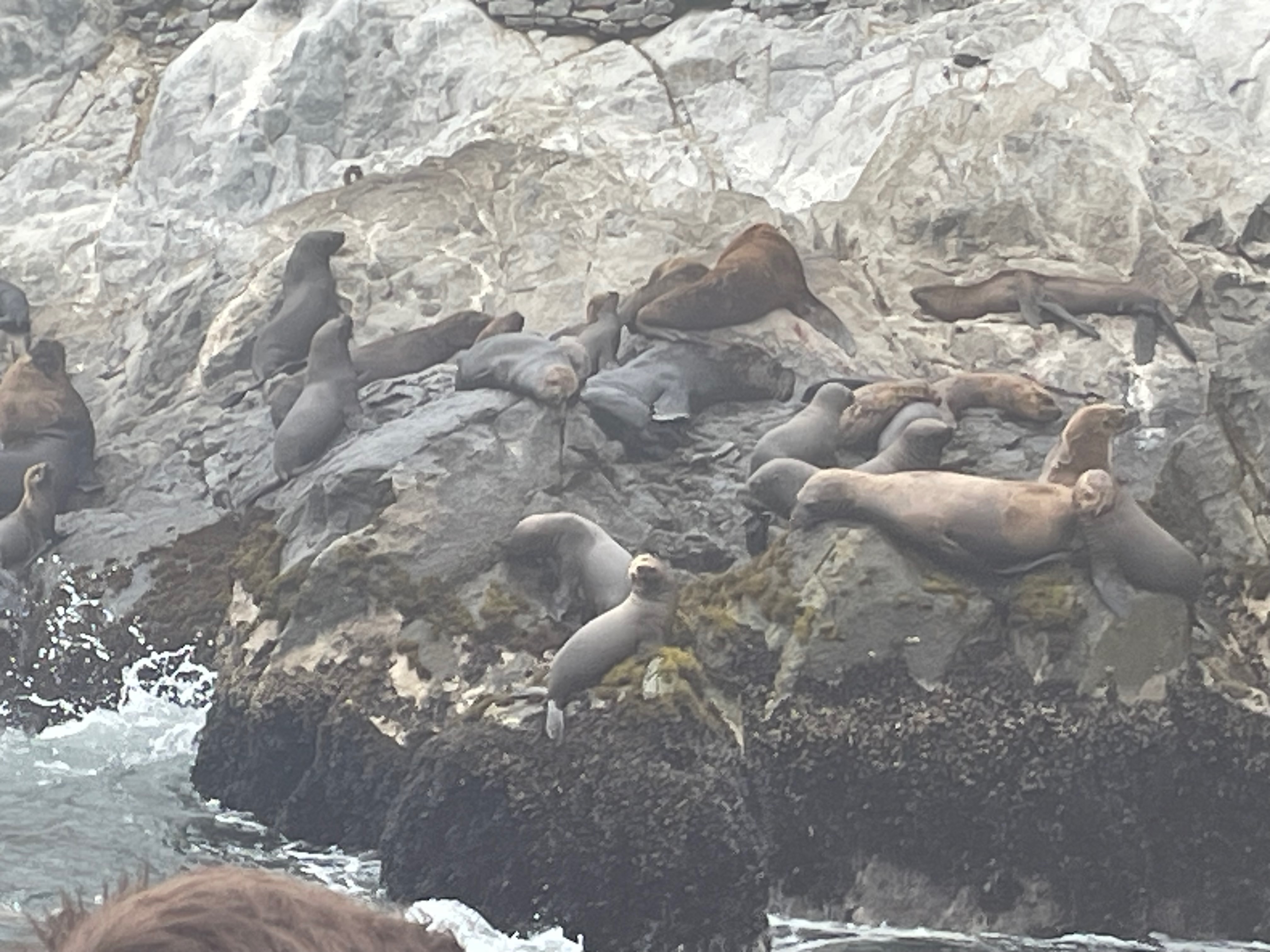 Images of Sea Lions and Chilean Penguins as seen from the Palomino Islands near Lima