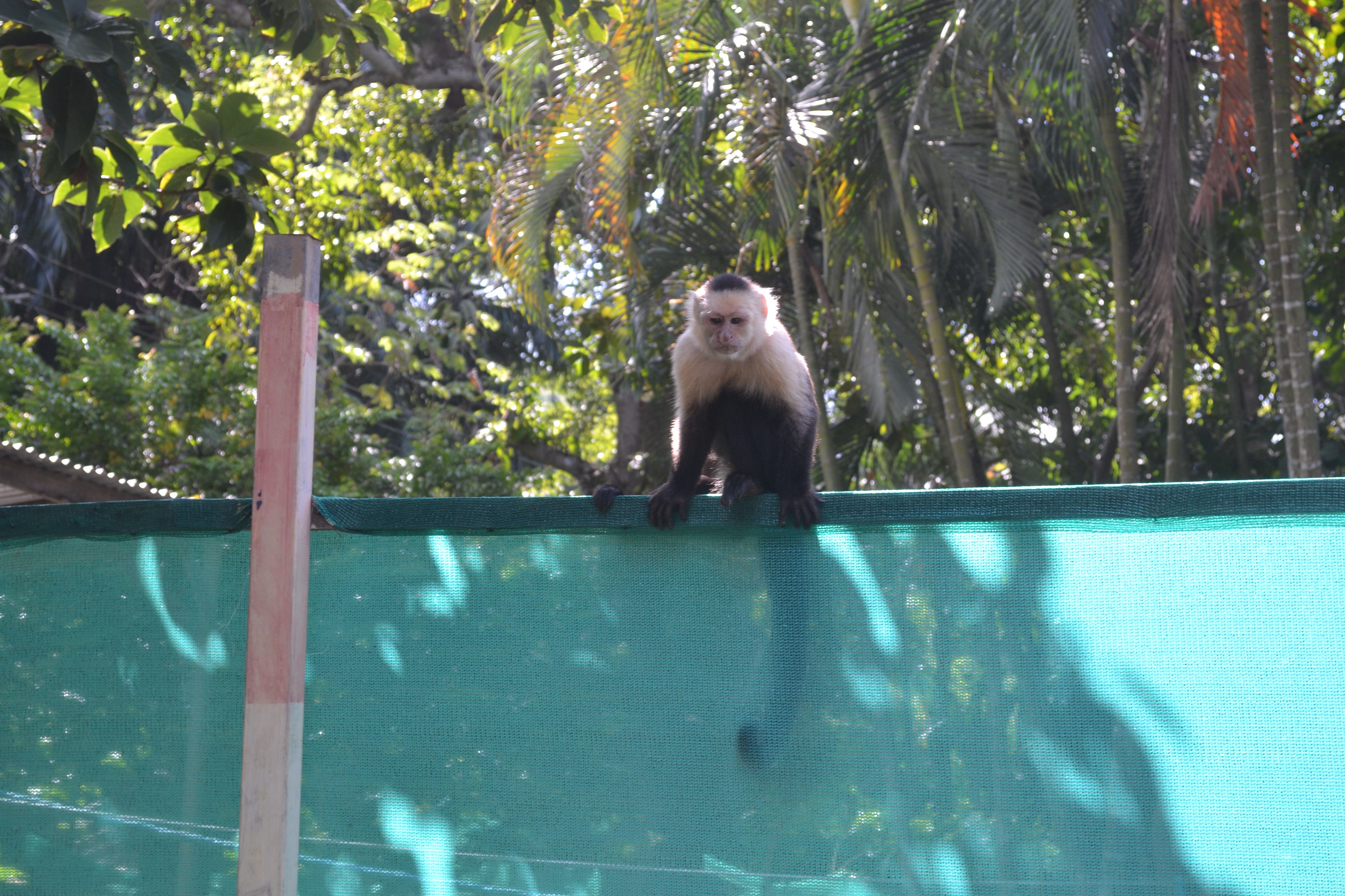 Monkeys and a sloth in Costa Rica