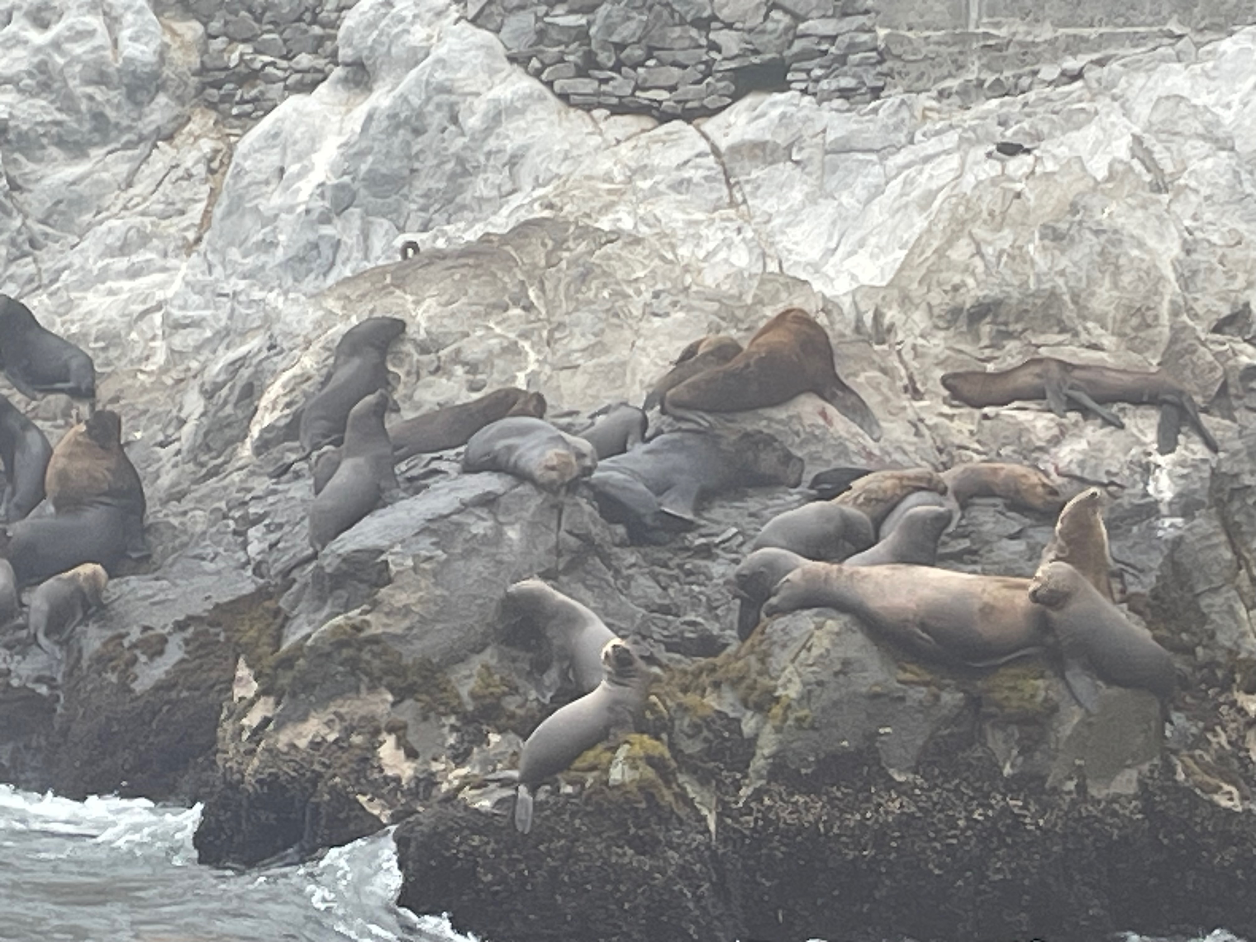 Images of Sea Lions and Chilean Penguins as seen from the Palomino Islands near Lima