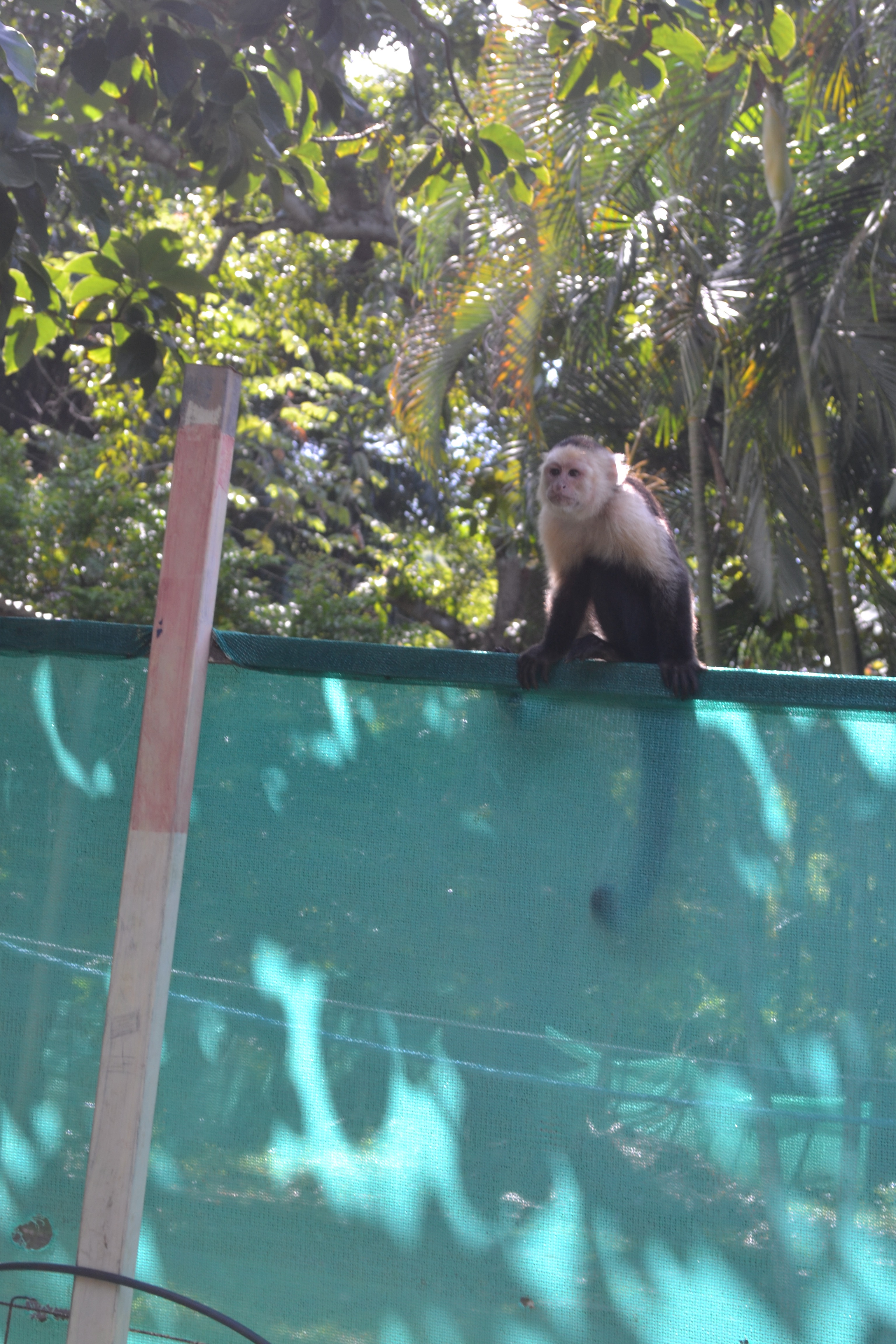 Monkeys and a sloth in Costa Rica
