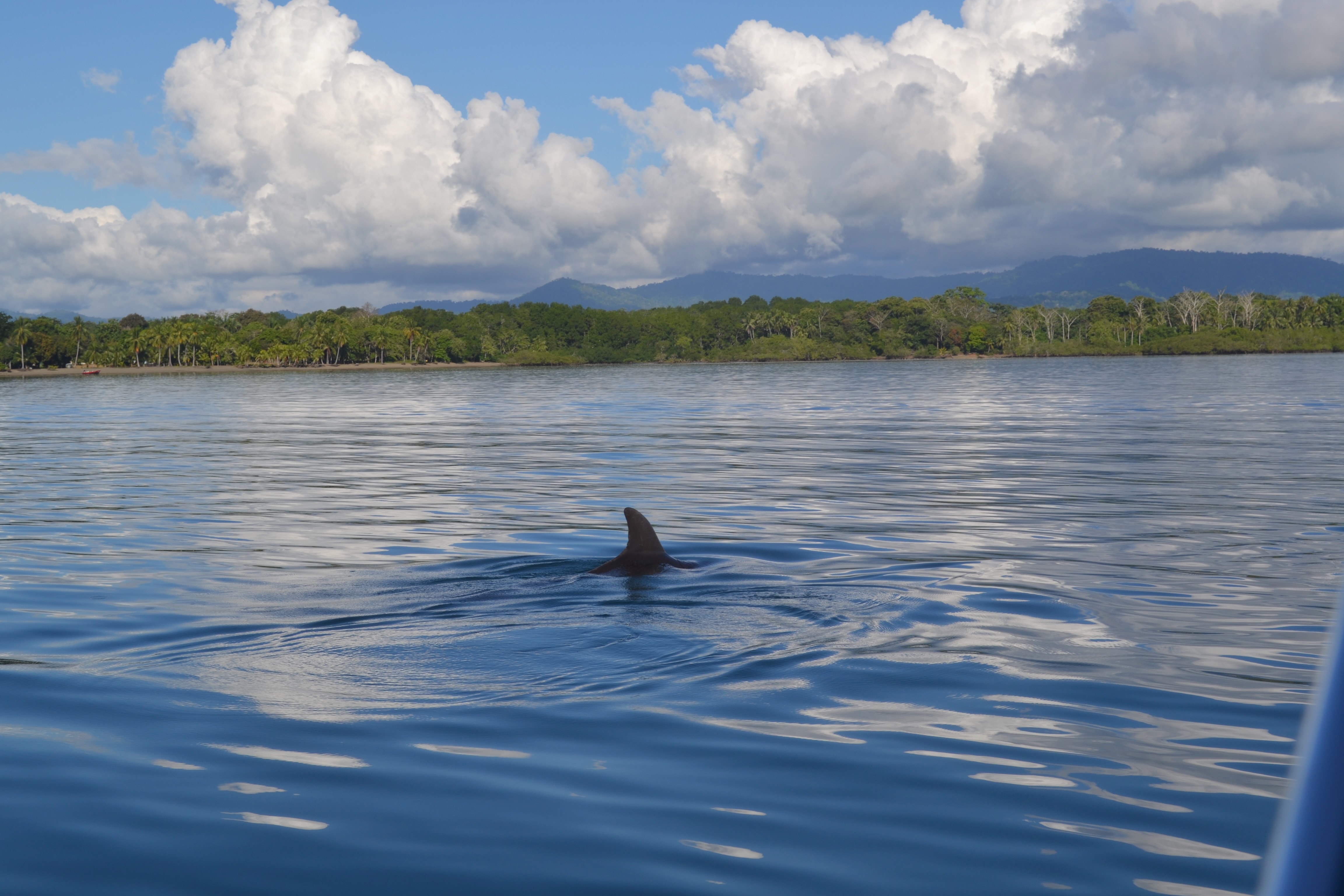 Dolphins and other wildlife images from the OSA Peninsula in Costa Rica
