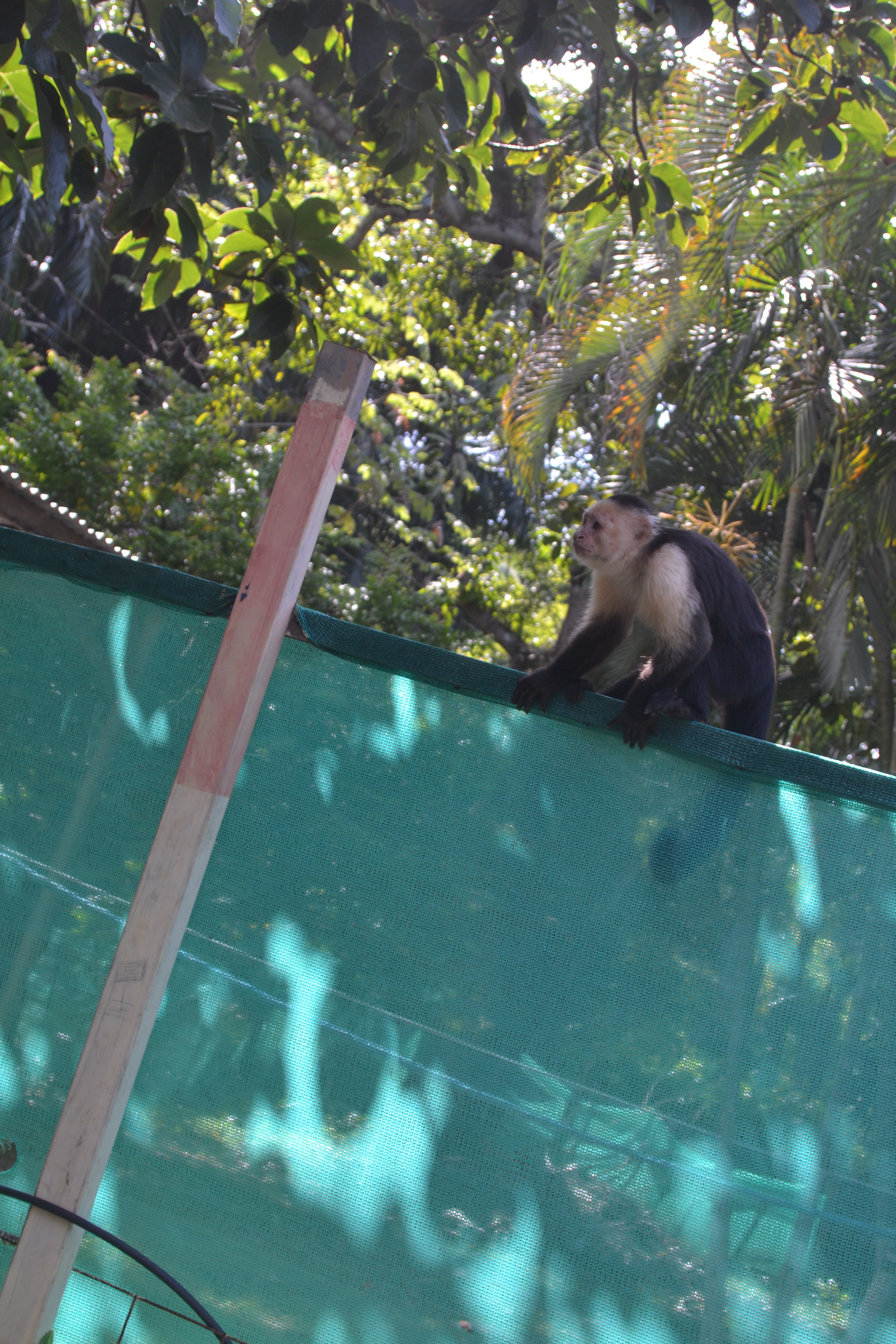 Monkeys and a sloth in Costa Rica