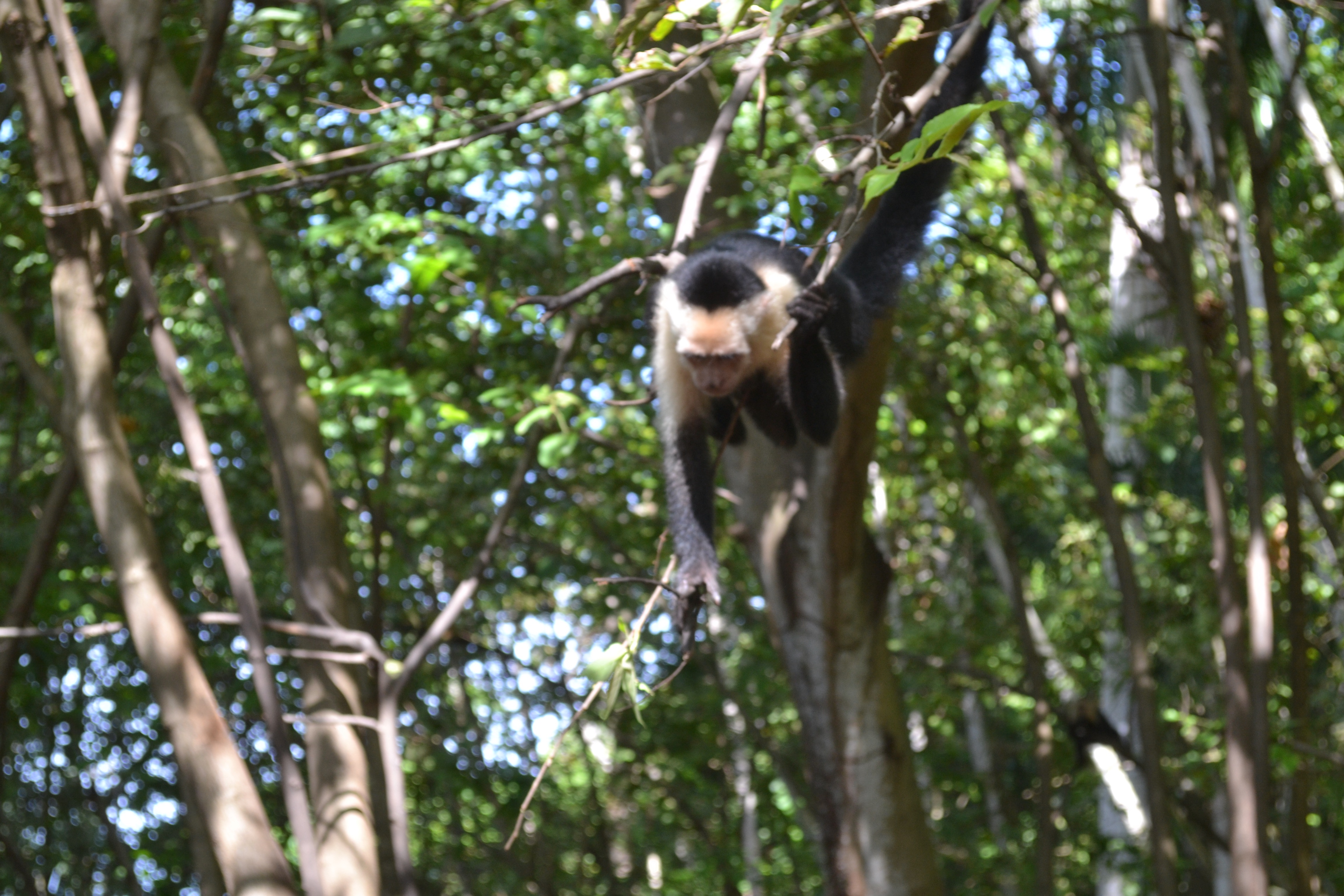 Monkeys and a sloth in Costa Rica
