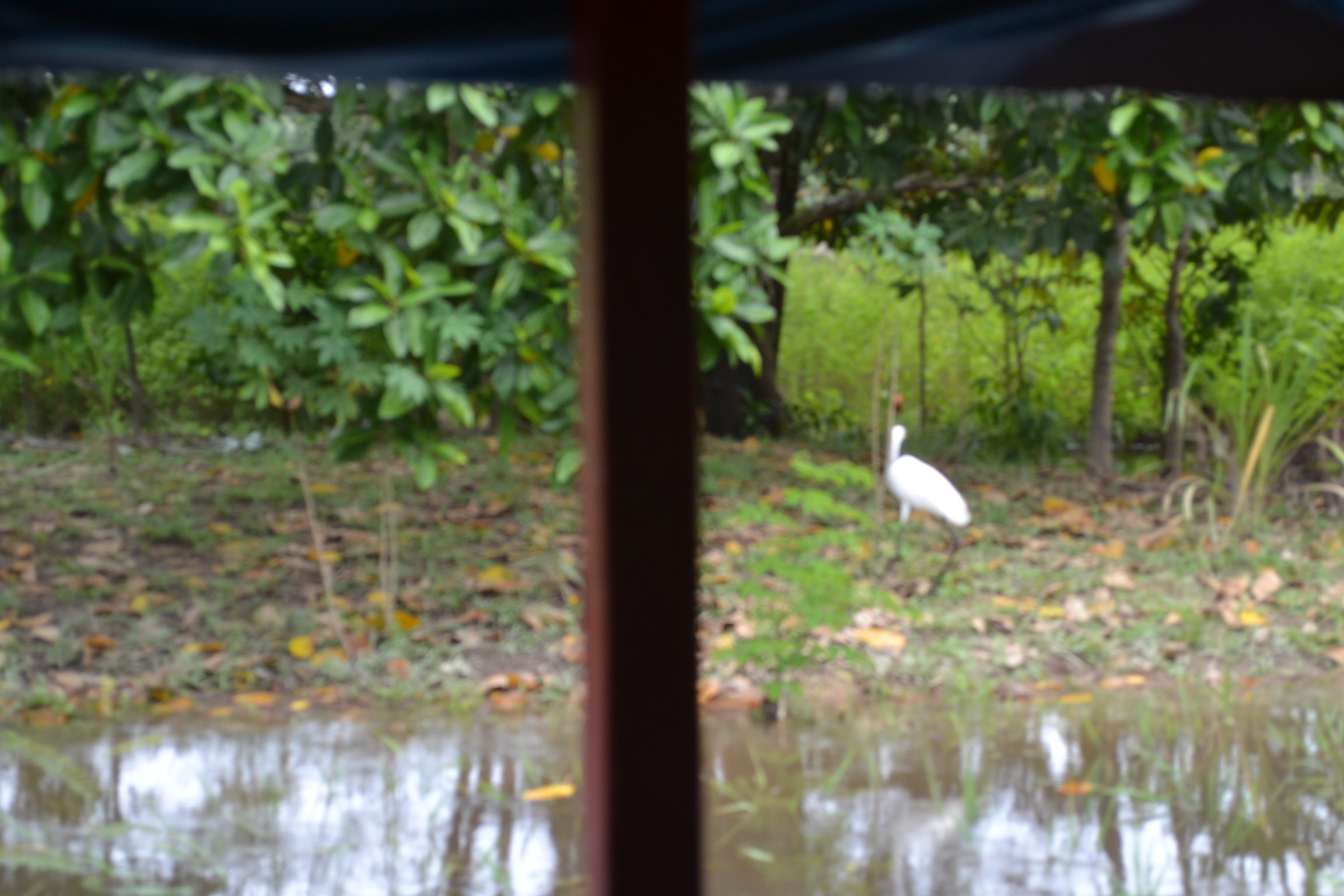 Various Animals in the Amazon Rainforest from Peru