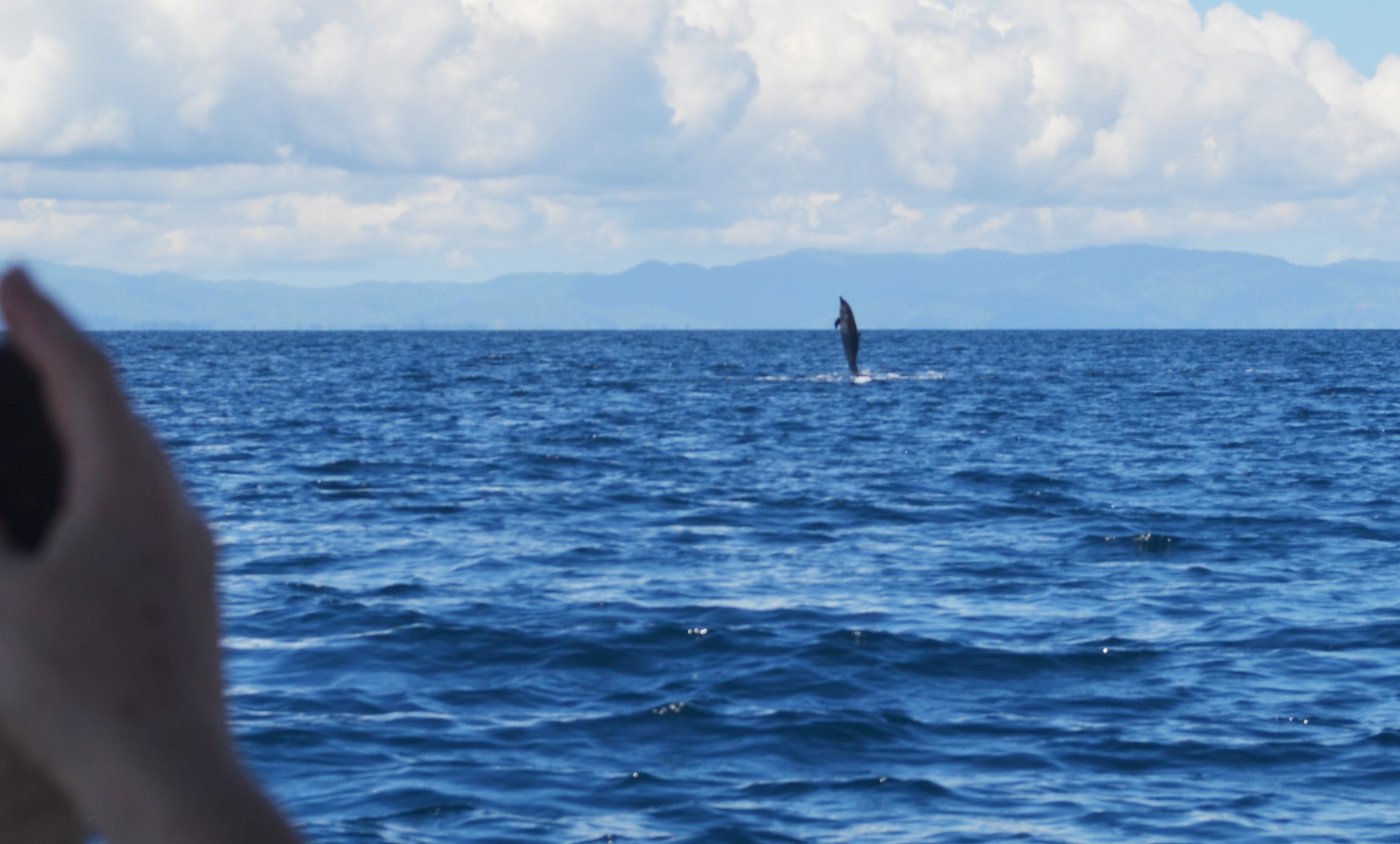 Dolphins and other wildlife images from the OSA Peninsula in Costa Rica