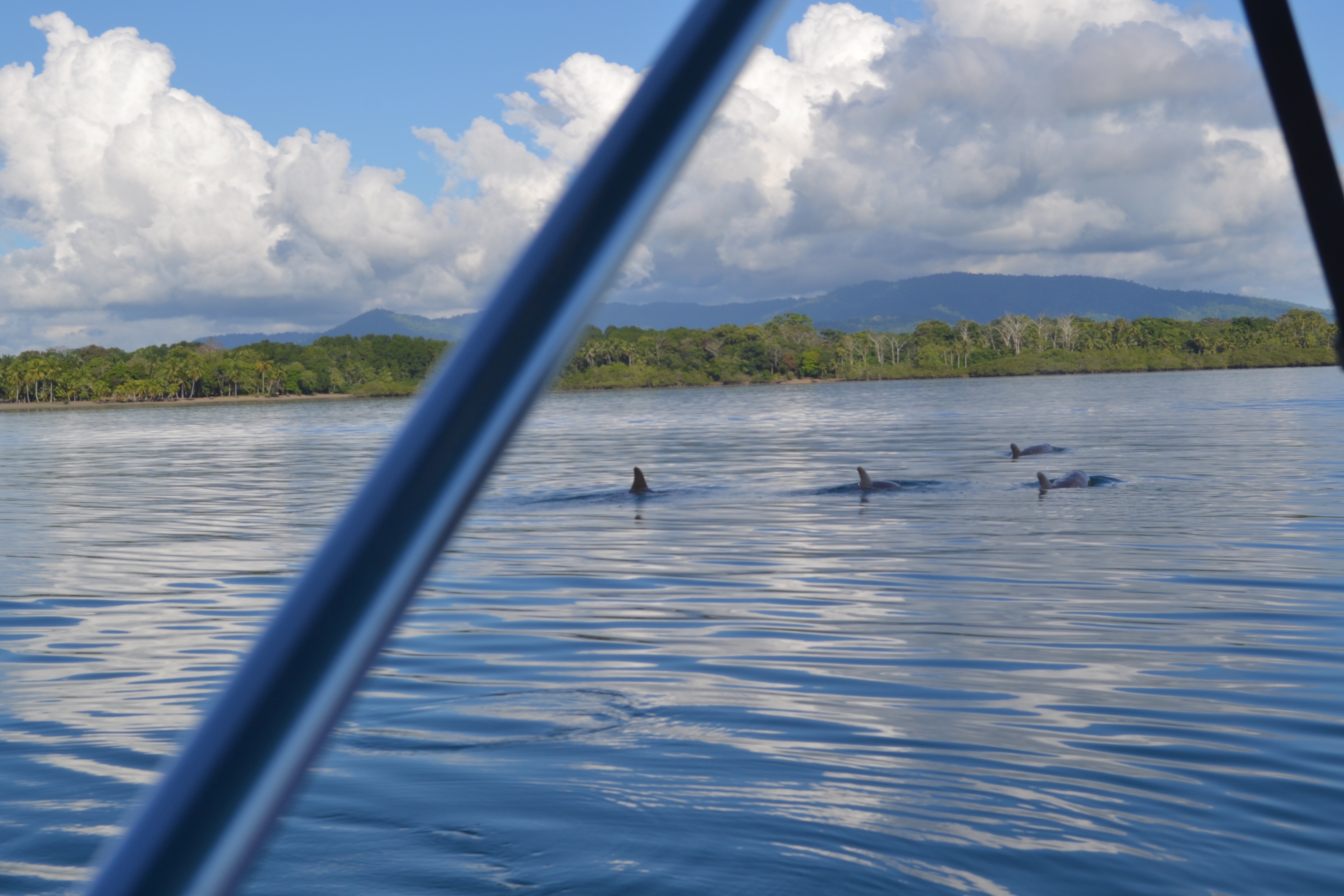 Dolphins and other wildlife images from the OSA Peninsula in Costa Rica