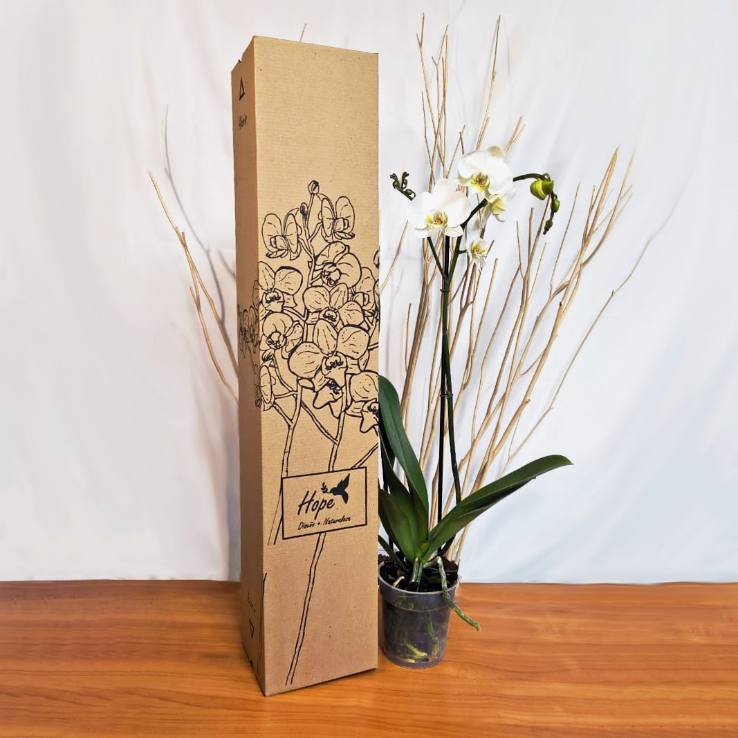 Orquídeas prime