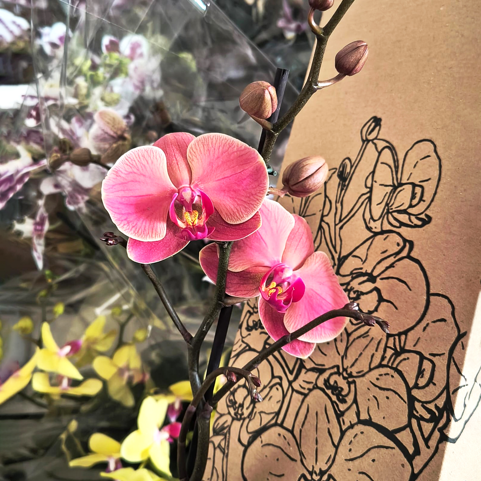 Orquídeas prime