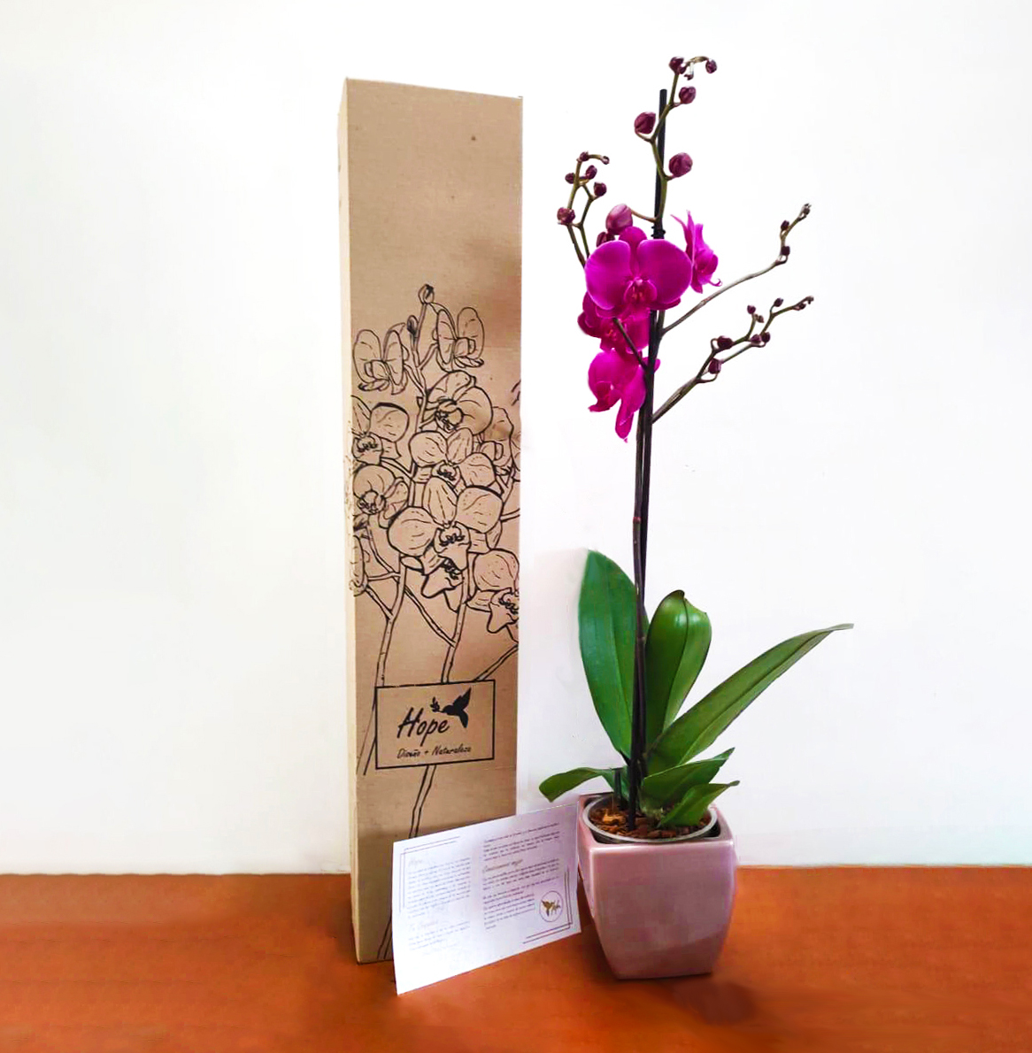 Orquídea prime regalo con matera