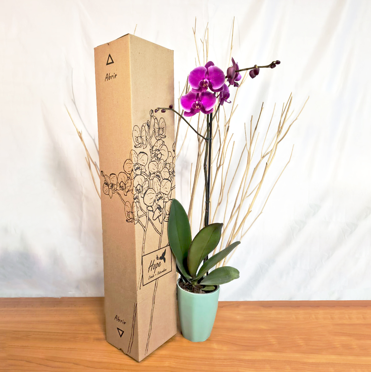 Orquídeas Prime de Regalo