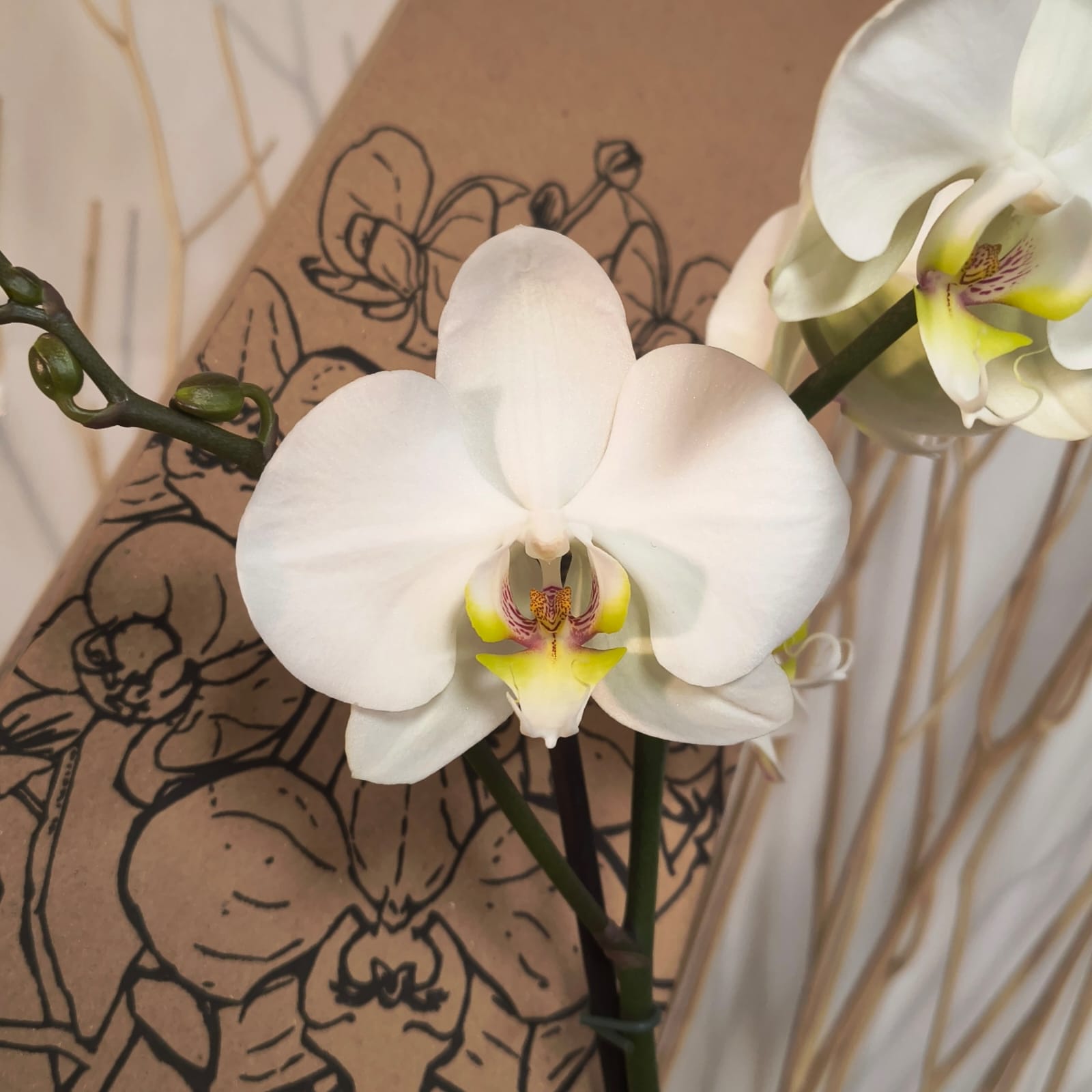 Orquídea prime regalo con matera