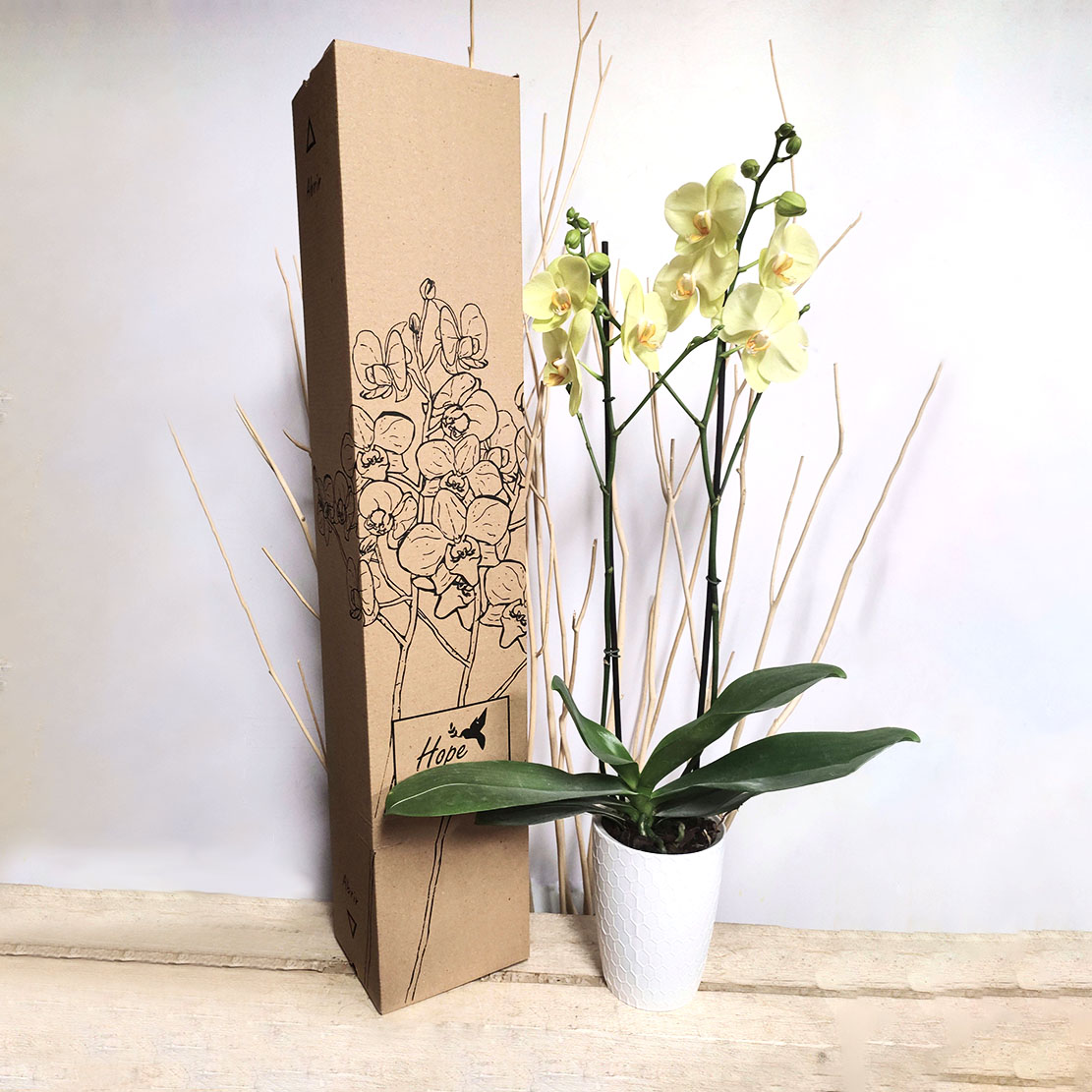 Orquídea supreme de regalo