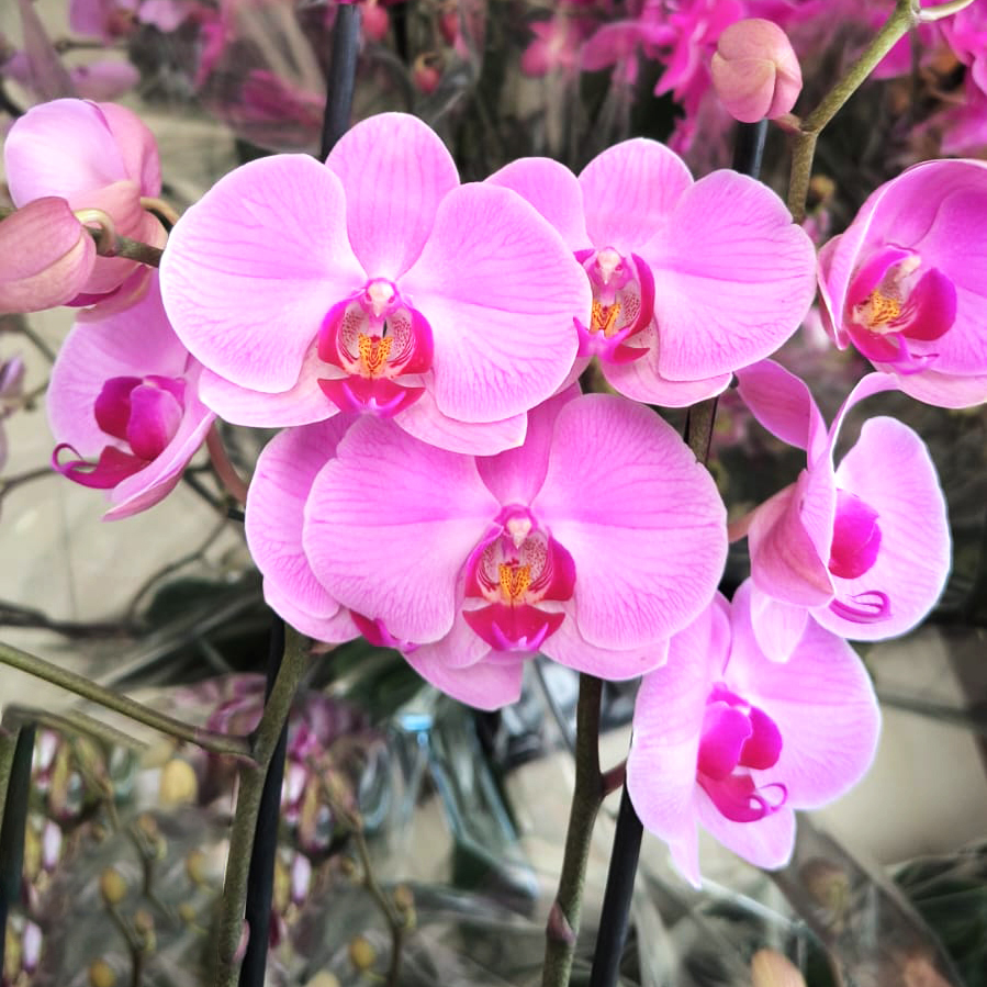 Orquídea supreme de regalo