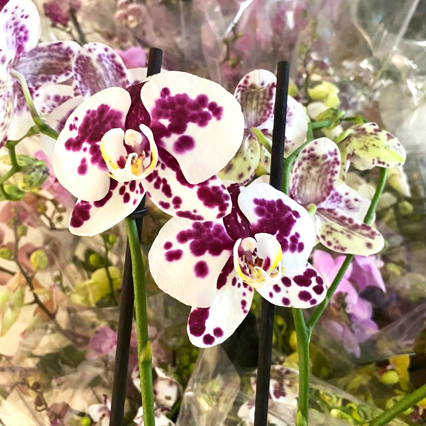 Orquídeas Supreme 
