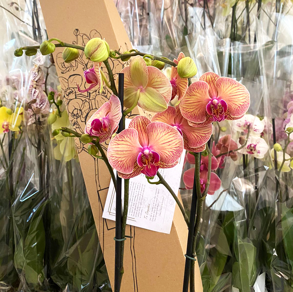 Orquídeas Imperial