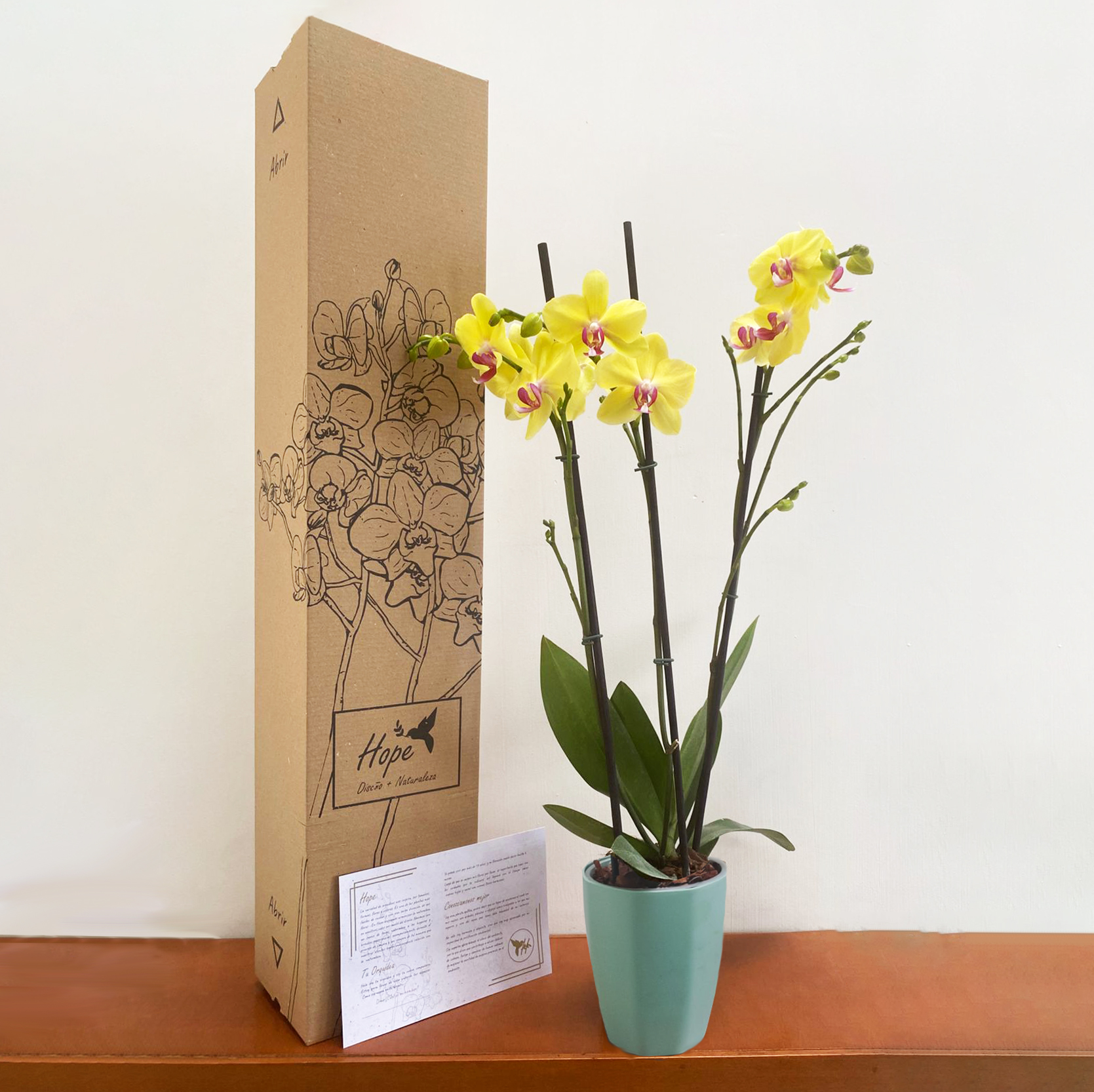 Orquídea Imperial de Regalo 