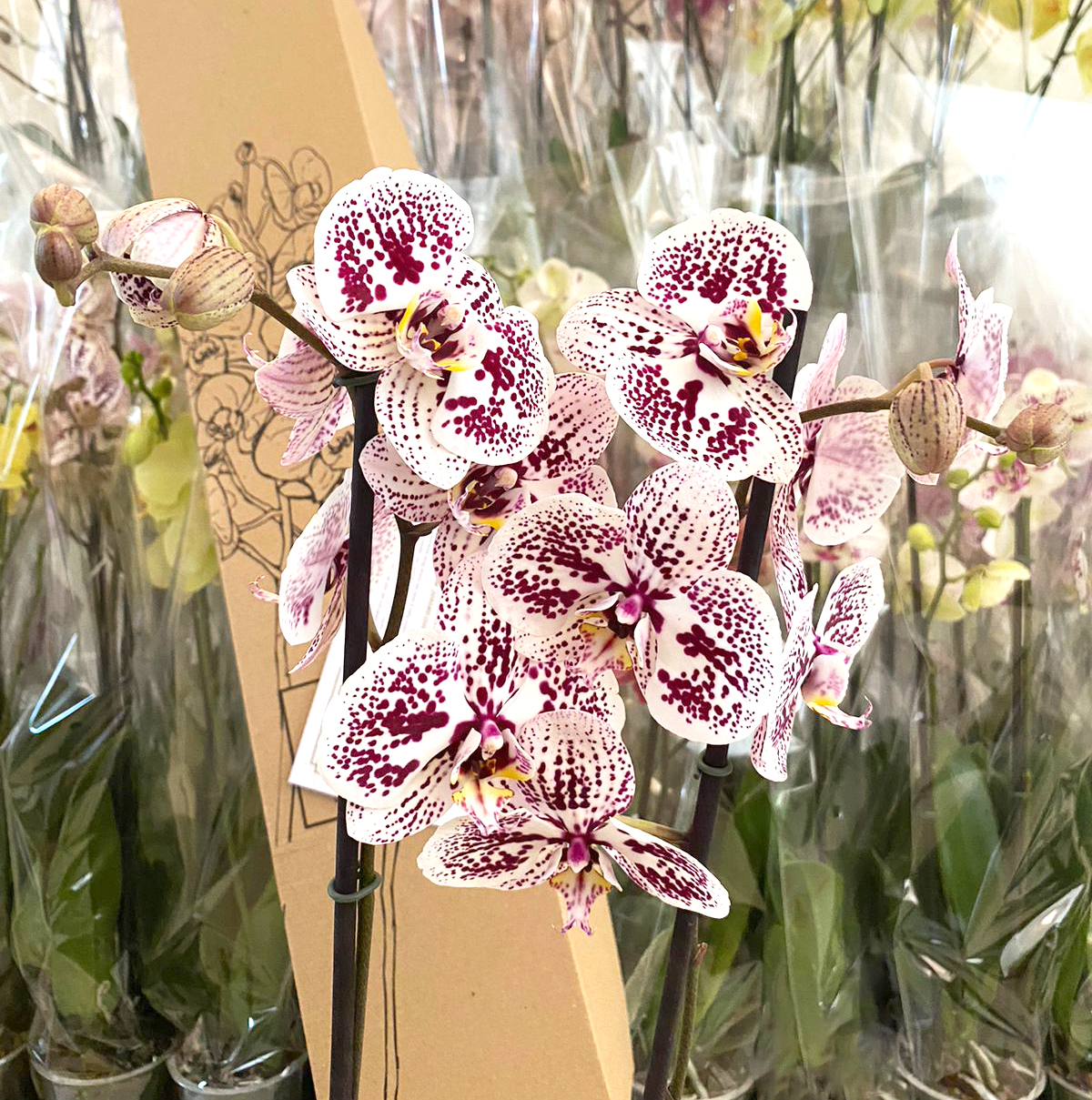 Orquídea Imperial de Regalo 