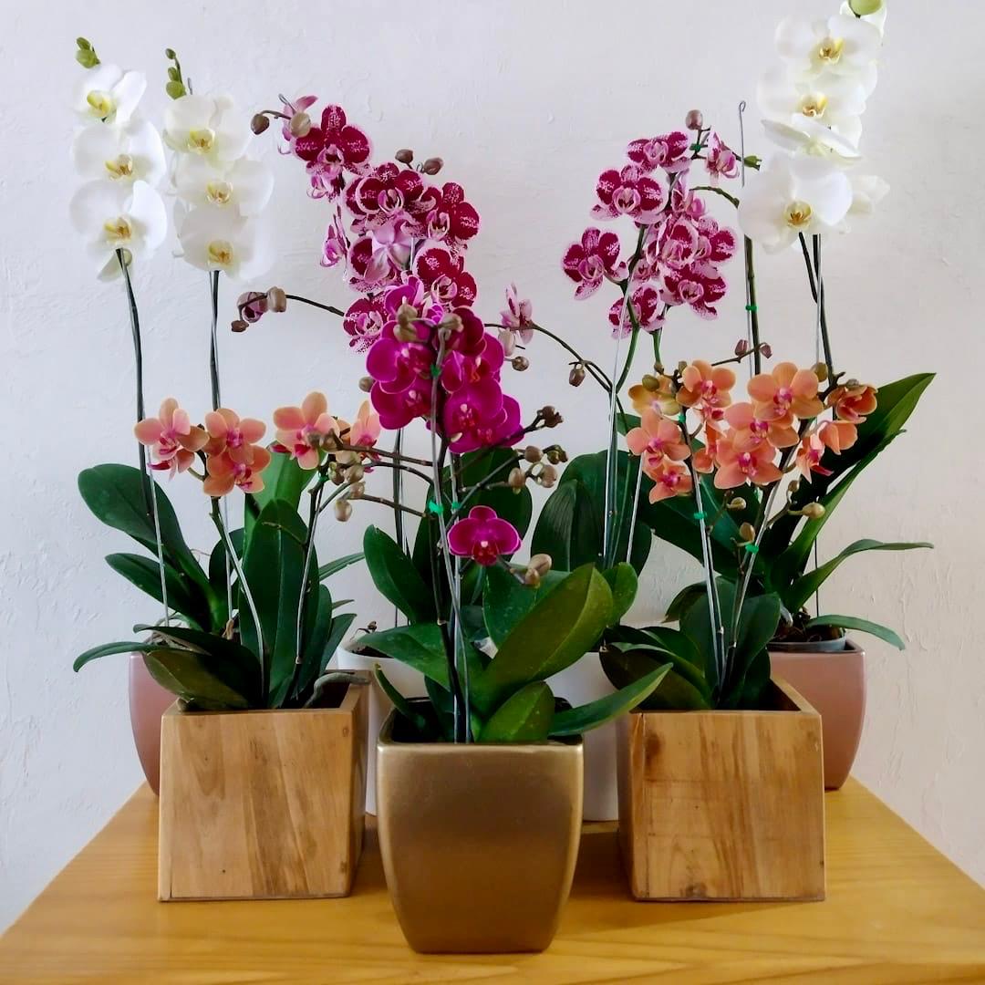Orquídeas del cultivador
