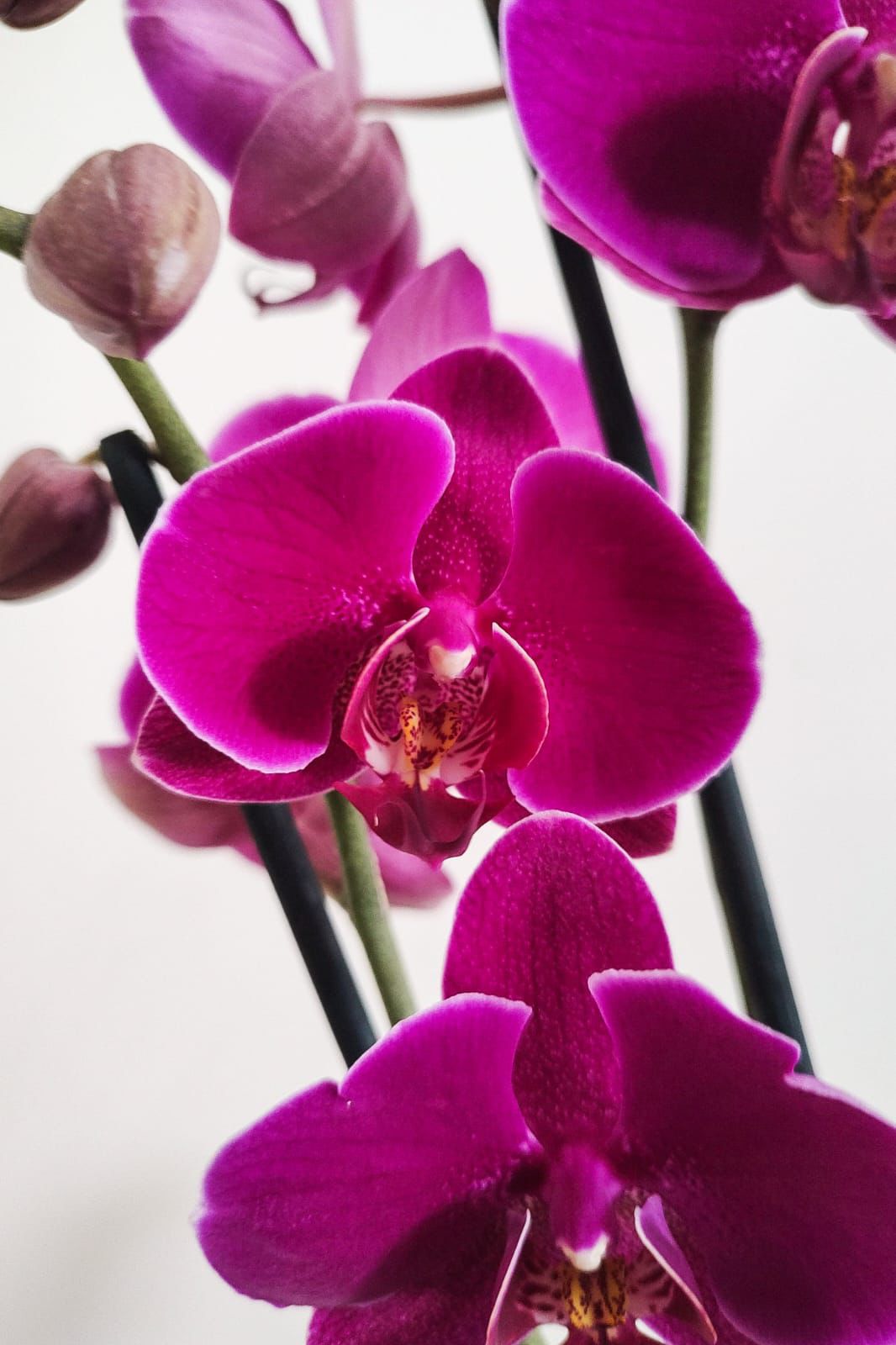 Orquídea Supreme de Regalo 