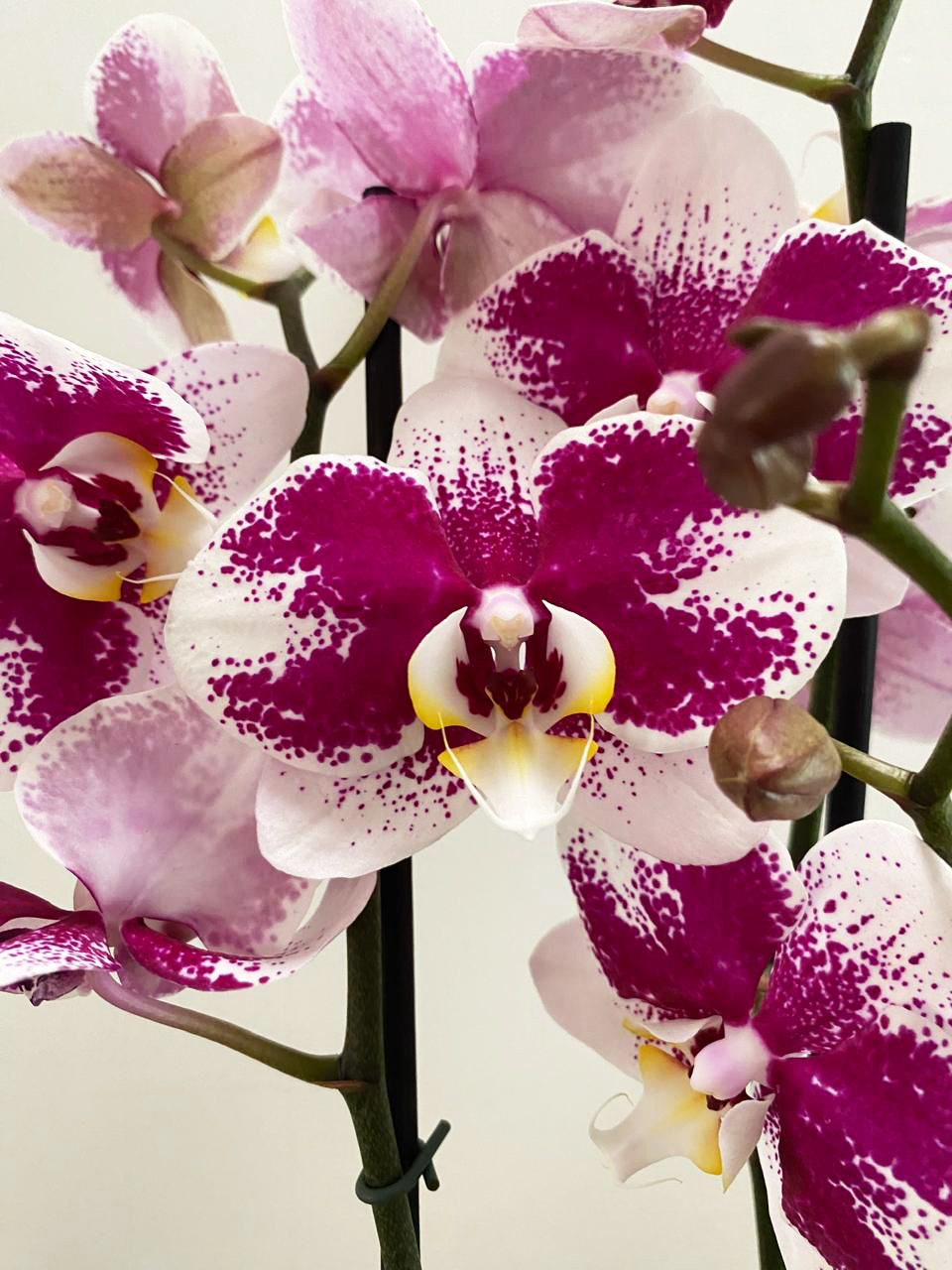 Orquídea Supreme de Regalo 