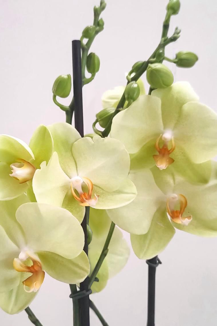Orquídeas Imperial de regalo 