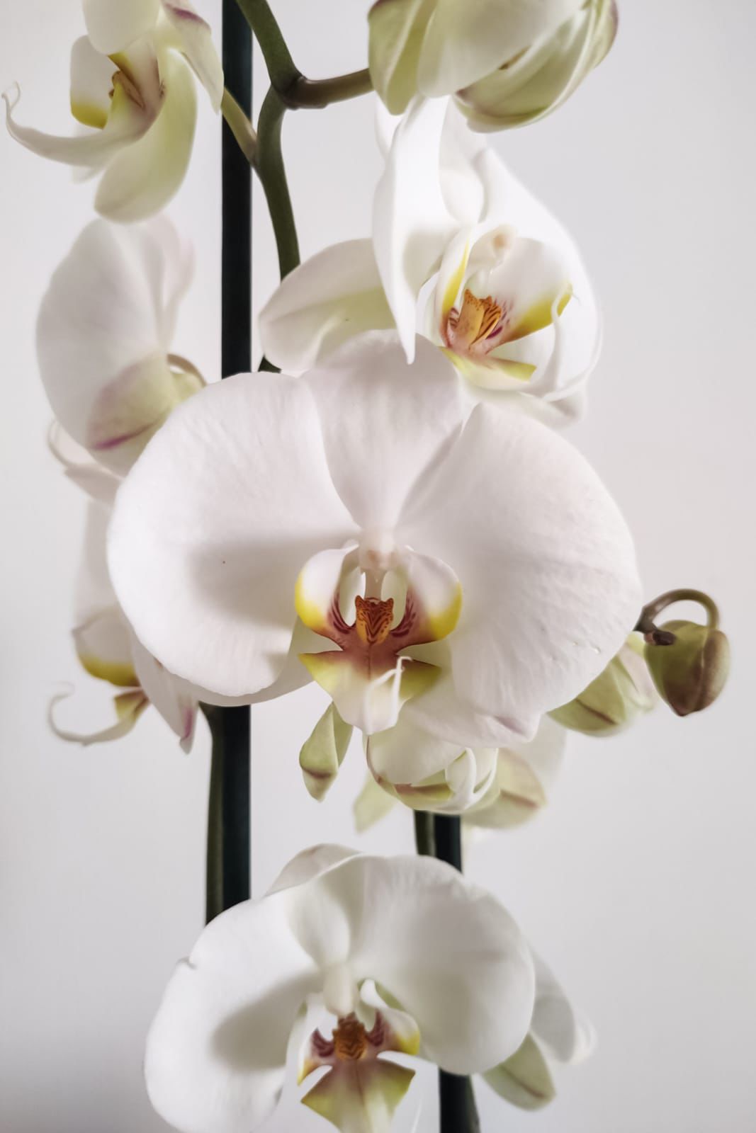 Orquídeas Imperial de regalo 