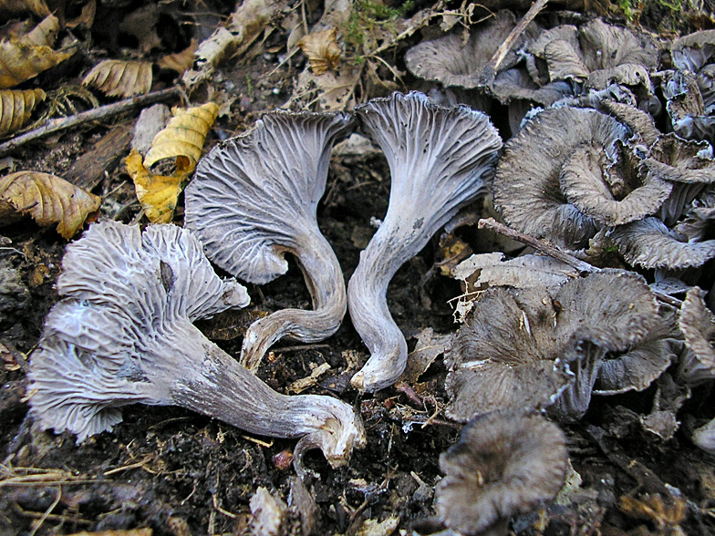 Chanterelles Cendrées  (Craterellus cinereus) 