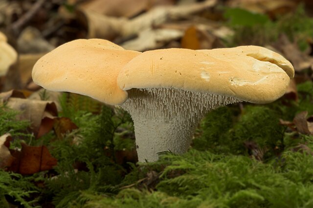 Pied-de-Mouton  (Hydnum Repandum) 