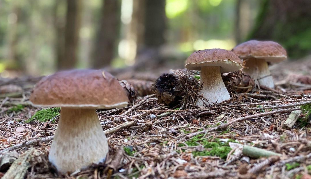 Cèpes de Bordeaux (Boletus edulis)