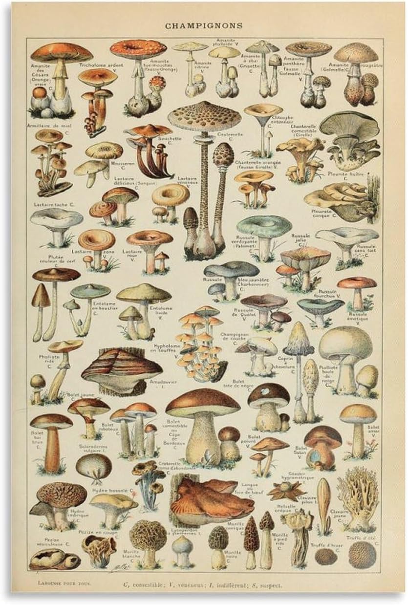 Affiche vintage champignons par Adolphe Millot format A3