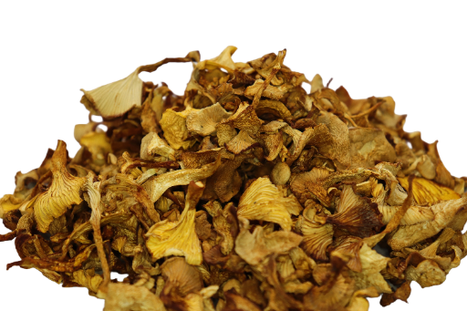 Girolles  (Cantharellus cibarius) 