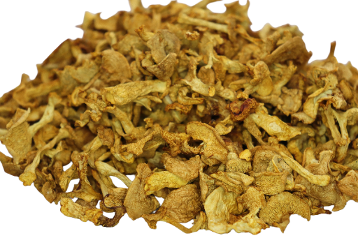 Pied-de-Mouton  (Hydnum Repandum) 