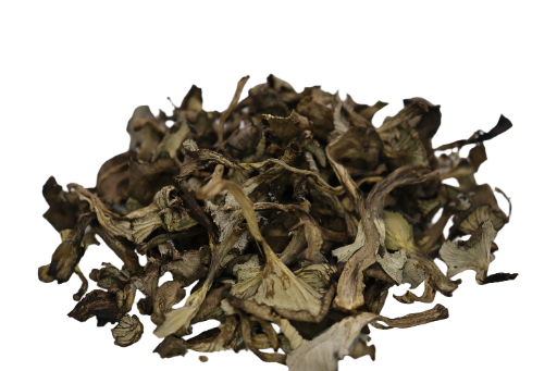 Chanterelles Cendrées  (Craterellus cinereus) 