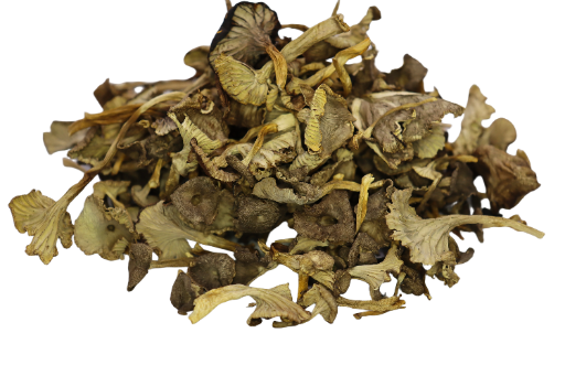 Chanterelles en Tube  (Cantharellus tubae formis) 