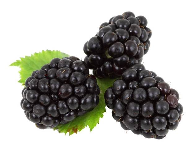 Gelée extra de mûres sauvages