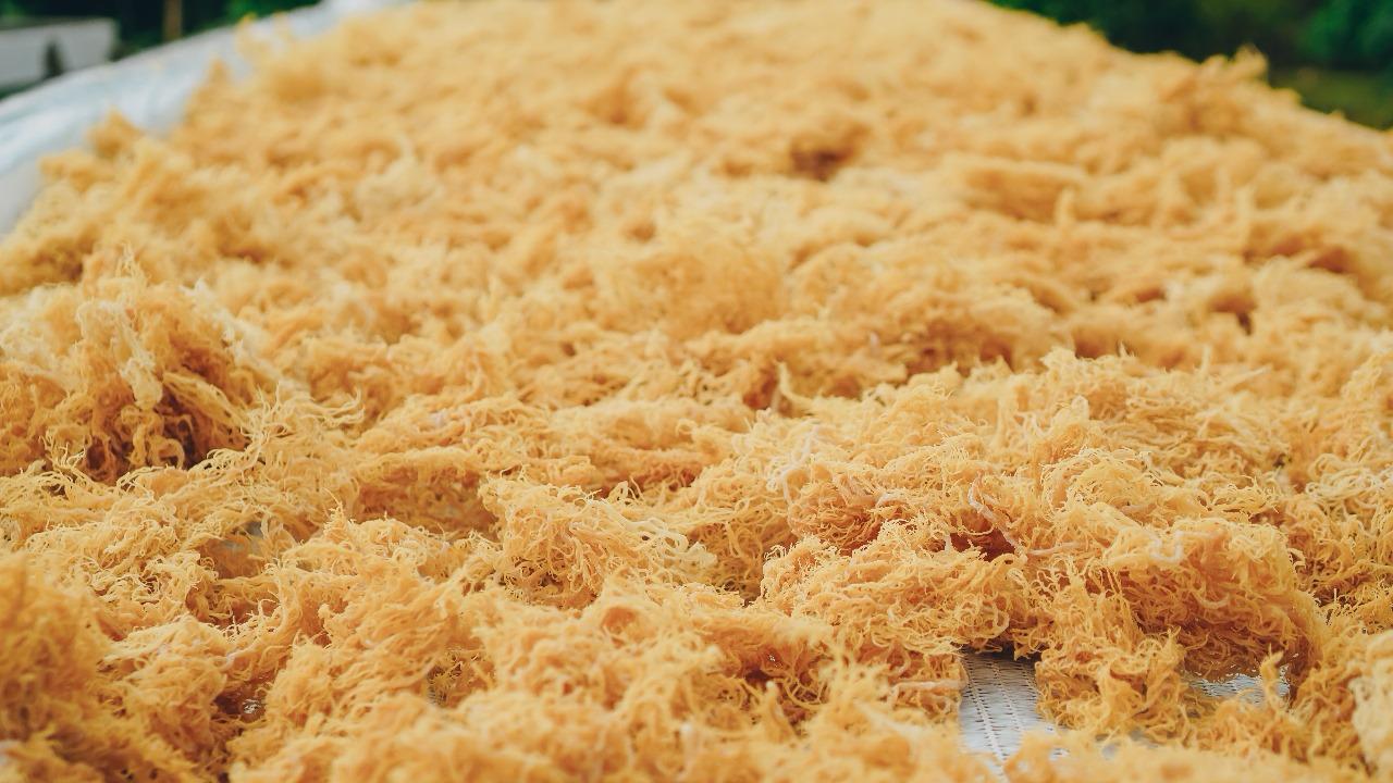 Raw Sea Moss