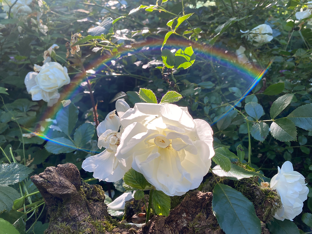 Diète de la Rose