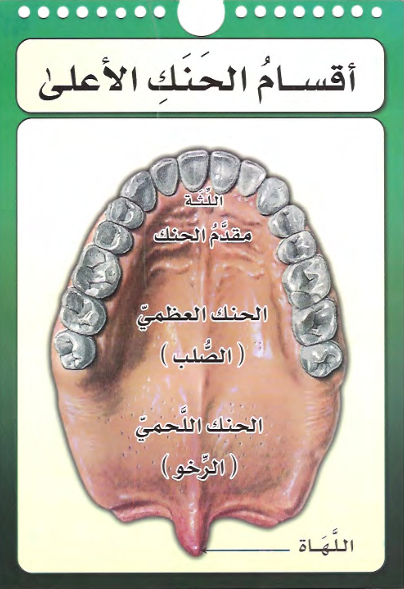 مخارج الحروف العربية The articulation points of the Arabic letters