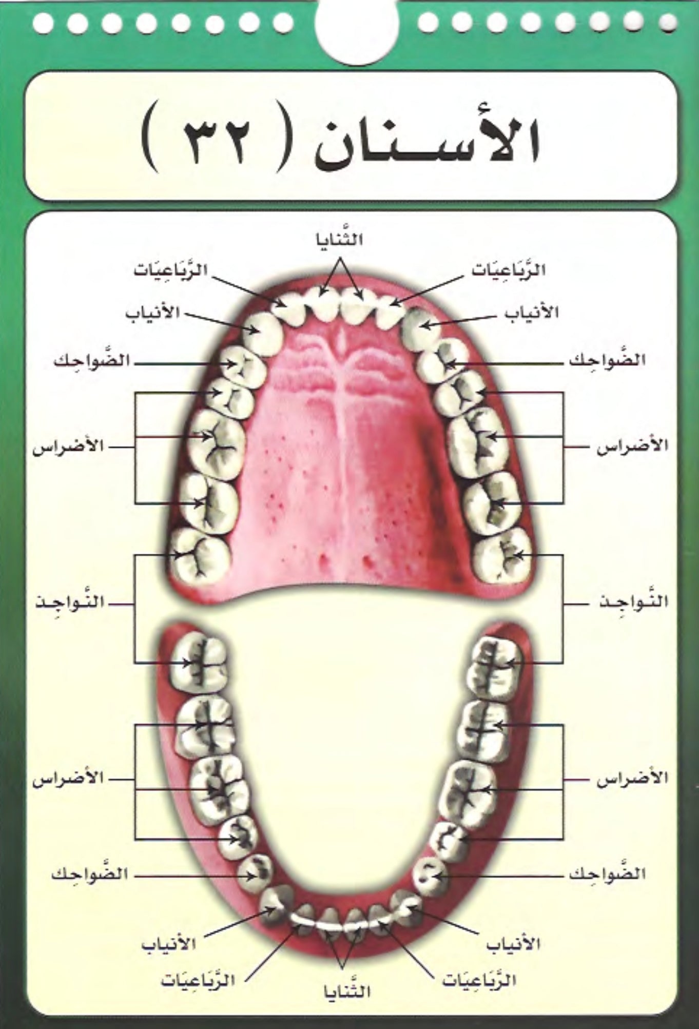 مخارج الحروف العربية The articulation points of the Arabic letters
