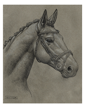 Horse Portrait Fine Art Print