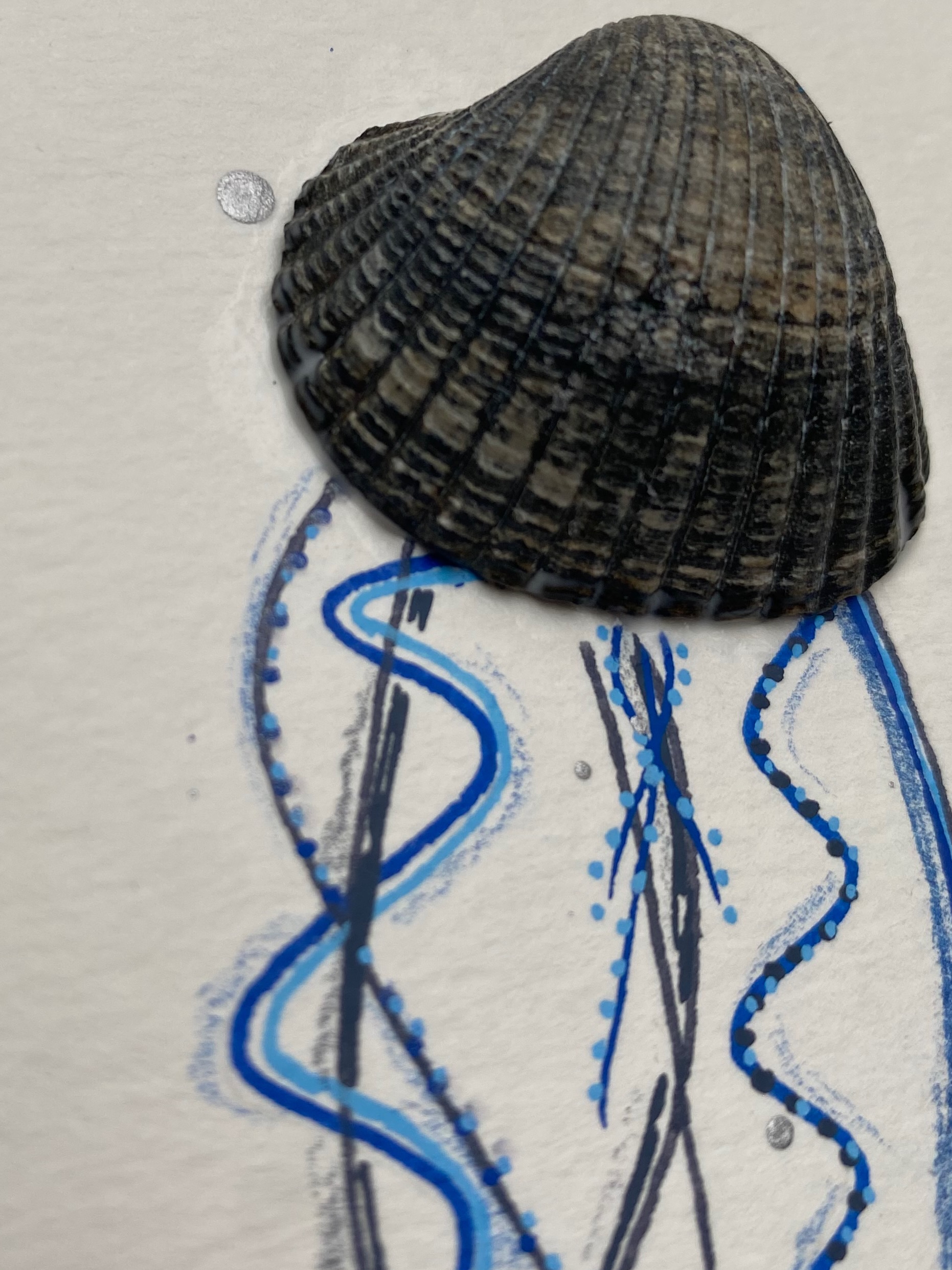 Shadowbox De Blauwe Haarkwal