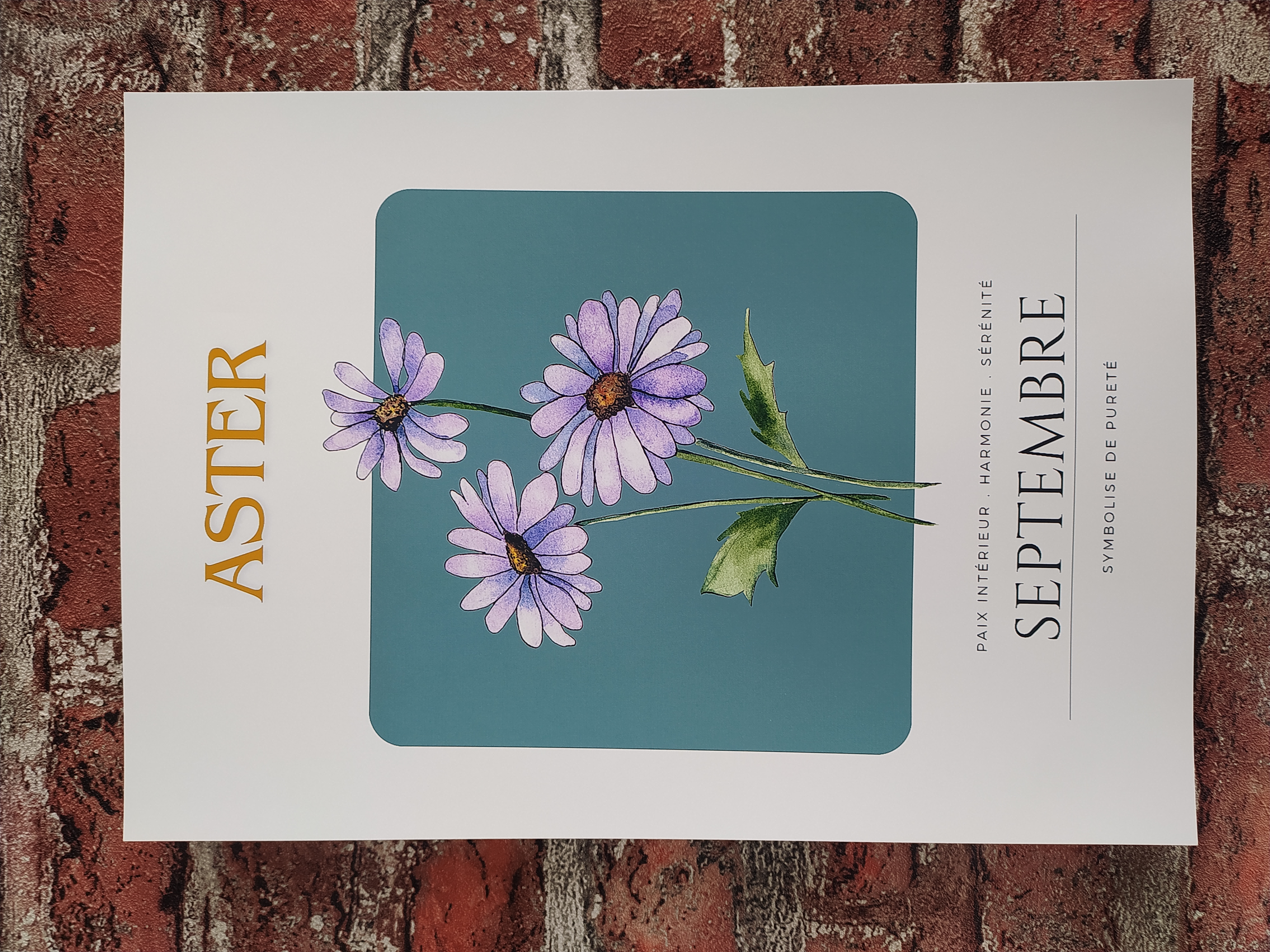 Aster Flower Poster