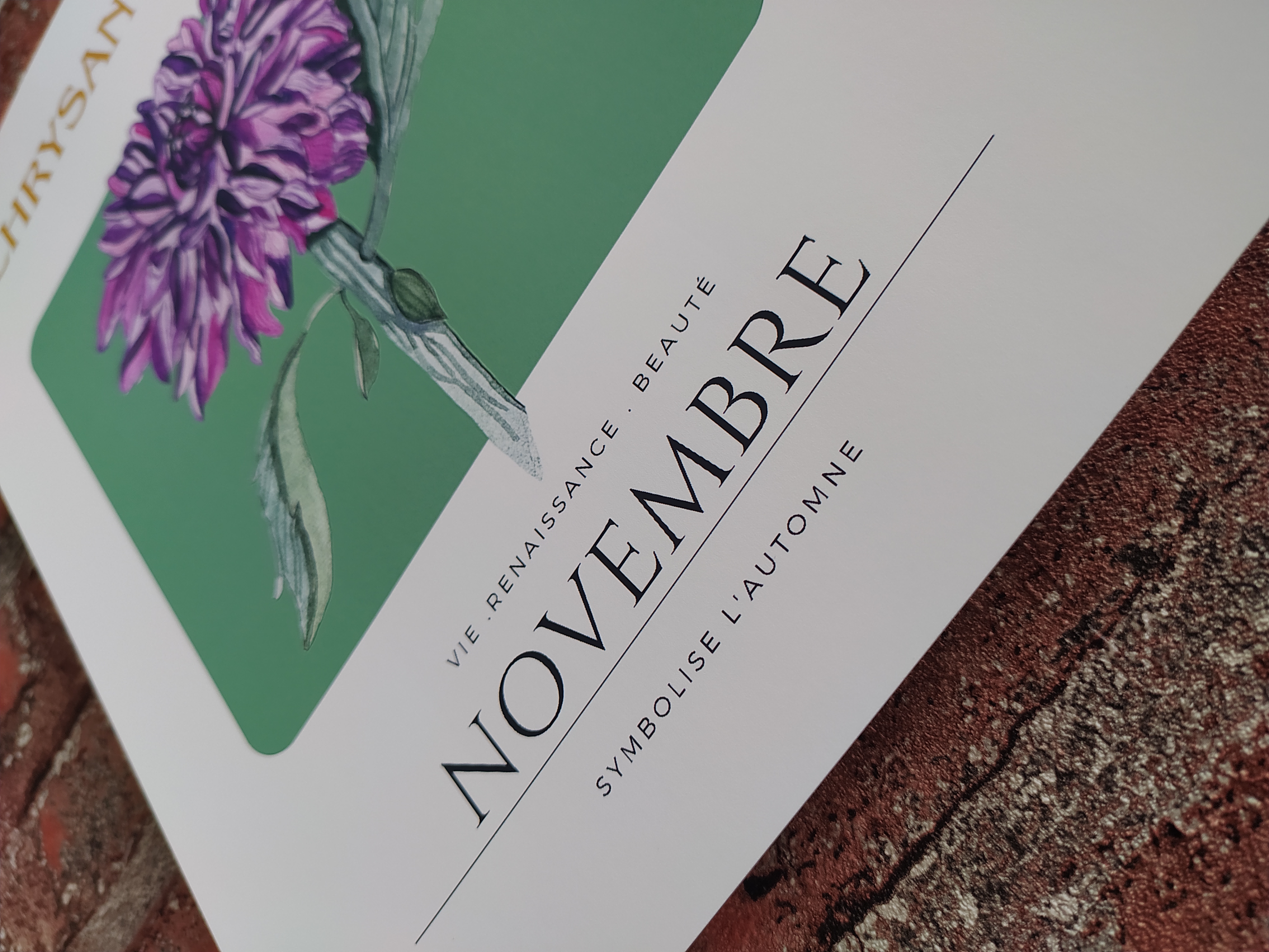 Chrysanthemum Art Print