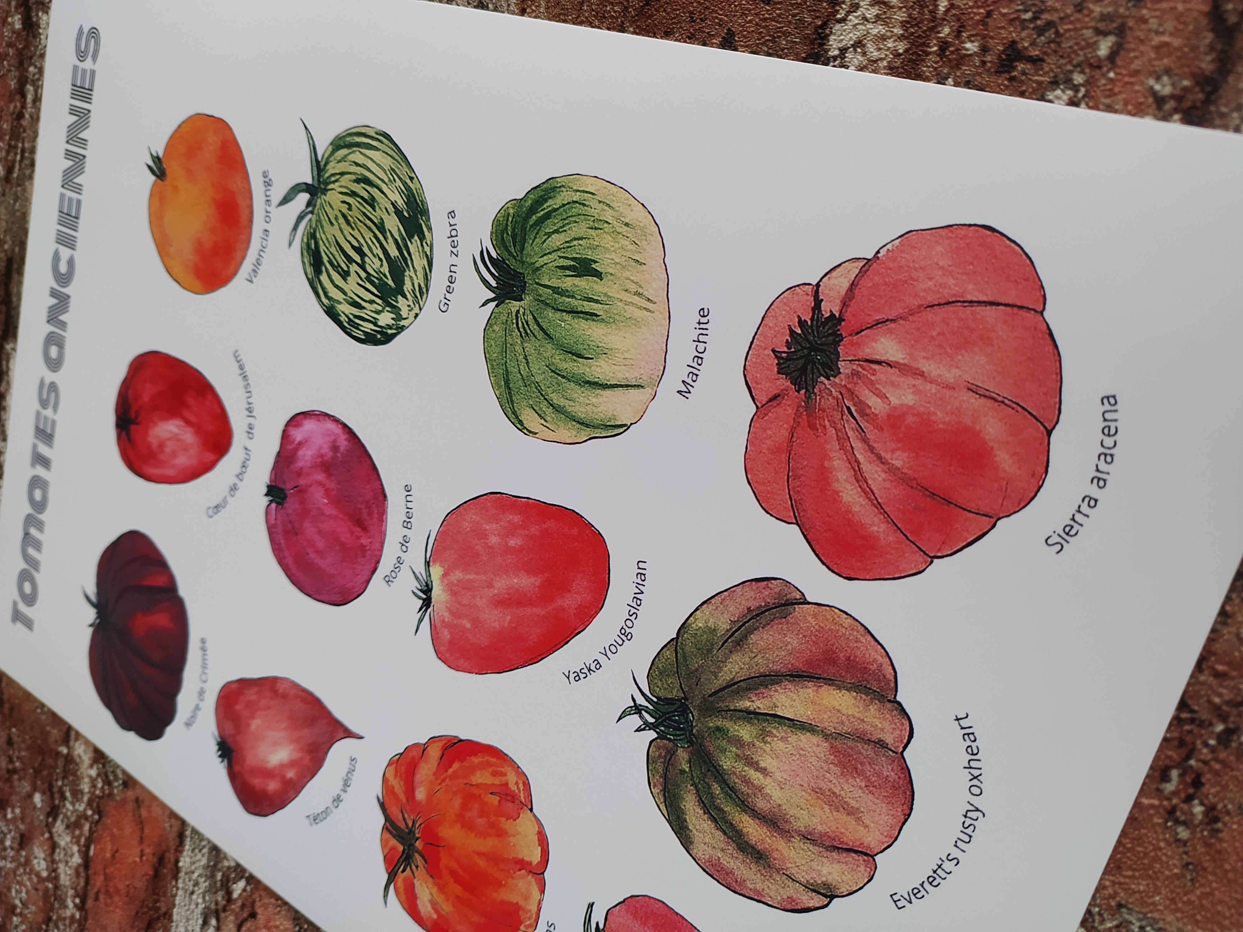 Art print tomates anciennes 