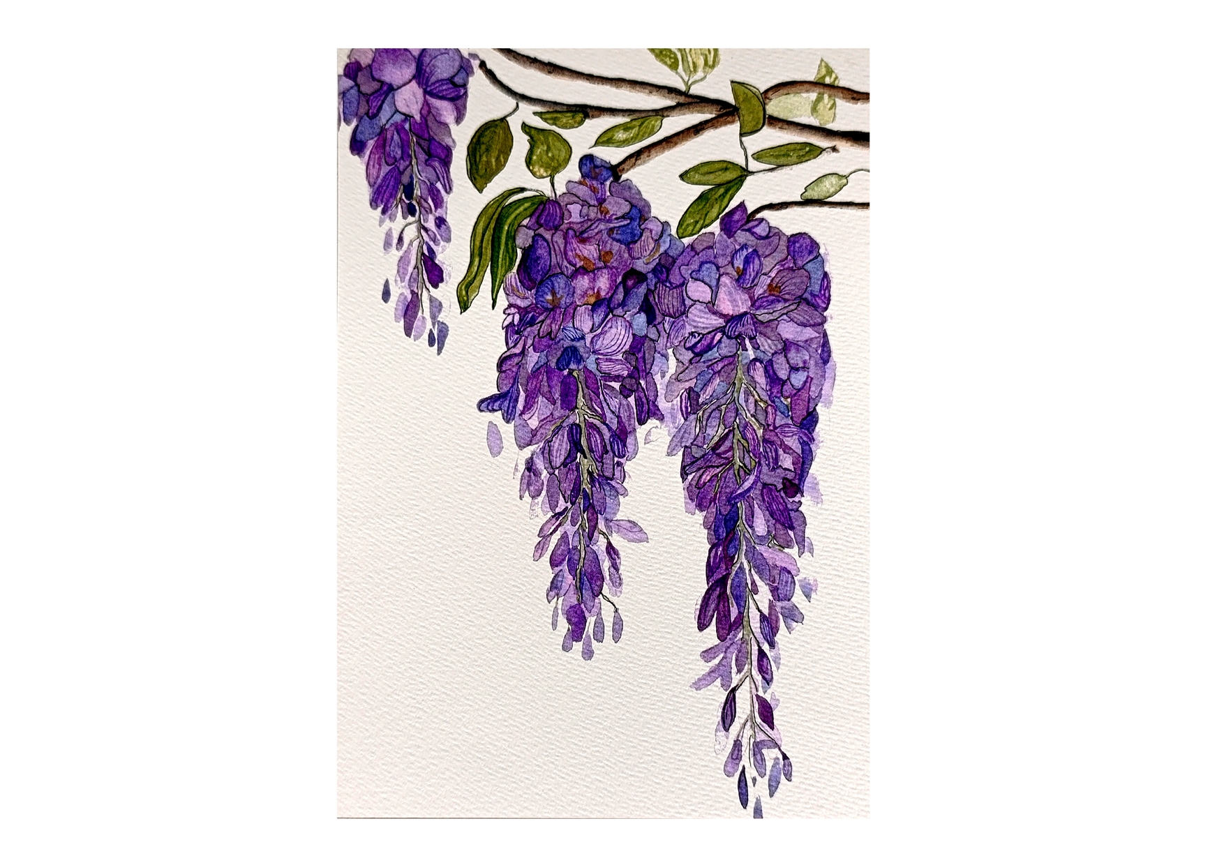 Art print glycine 