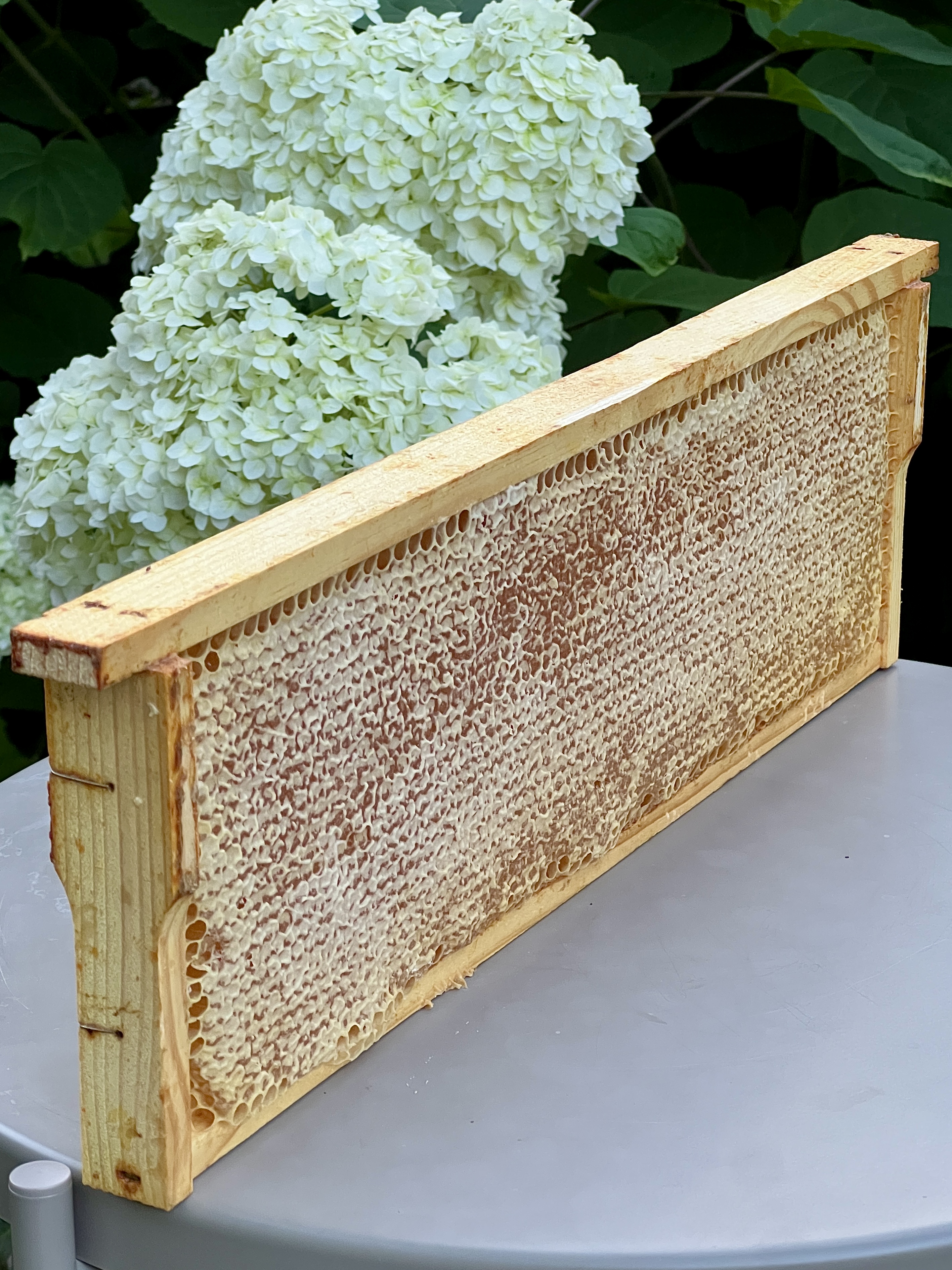 Medaus korys 2025 m.