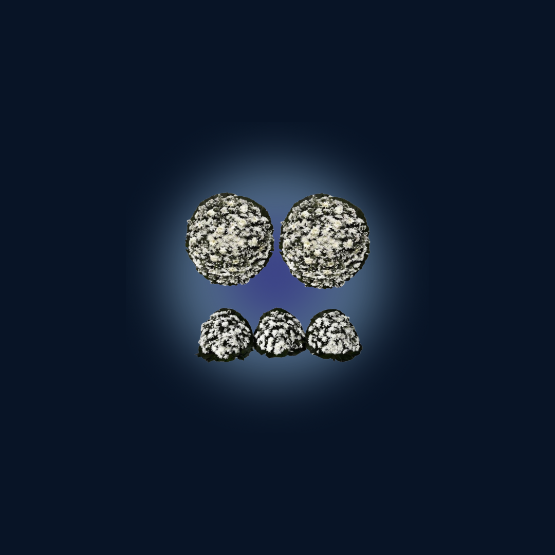Conjunto de Flores