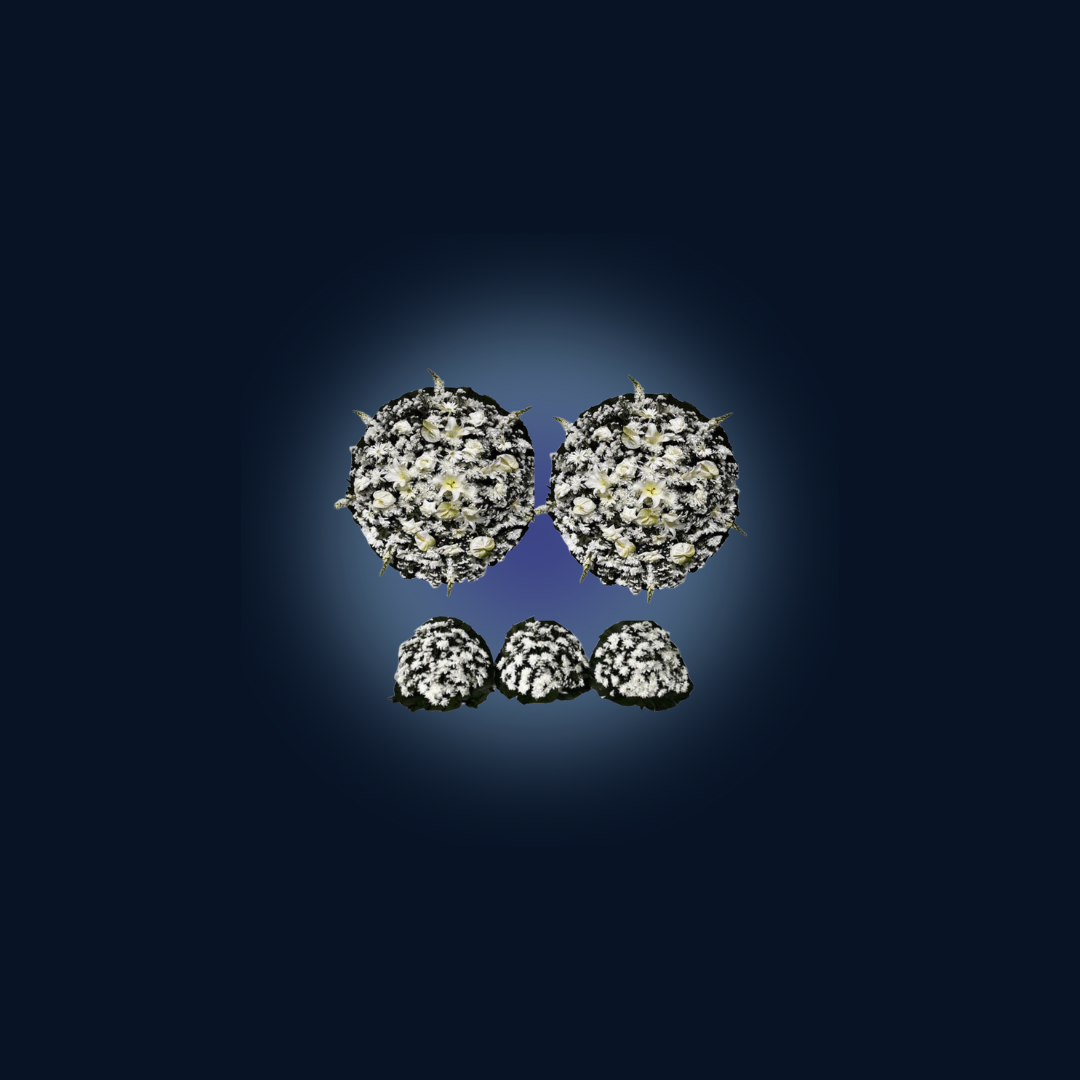 Conjunto de Flores