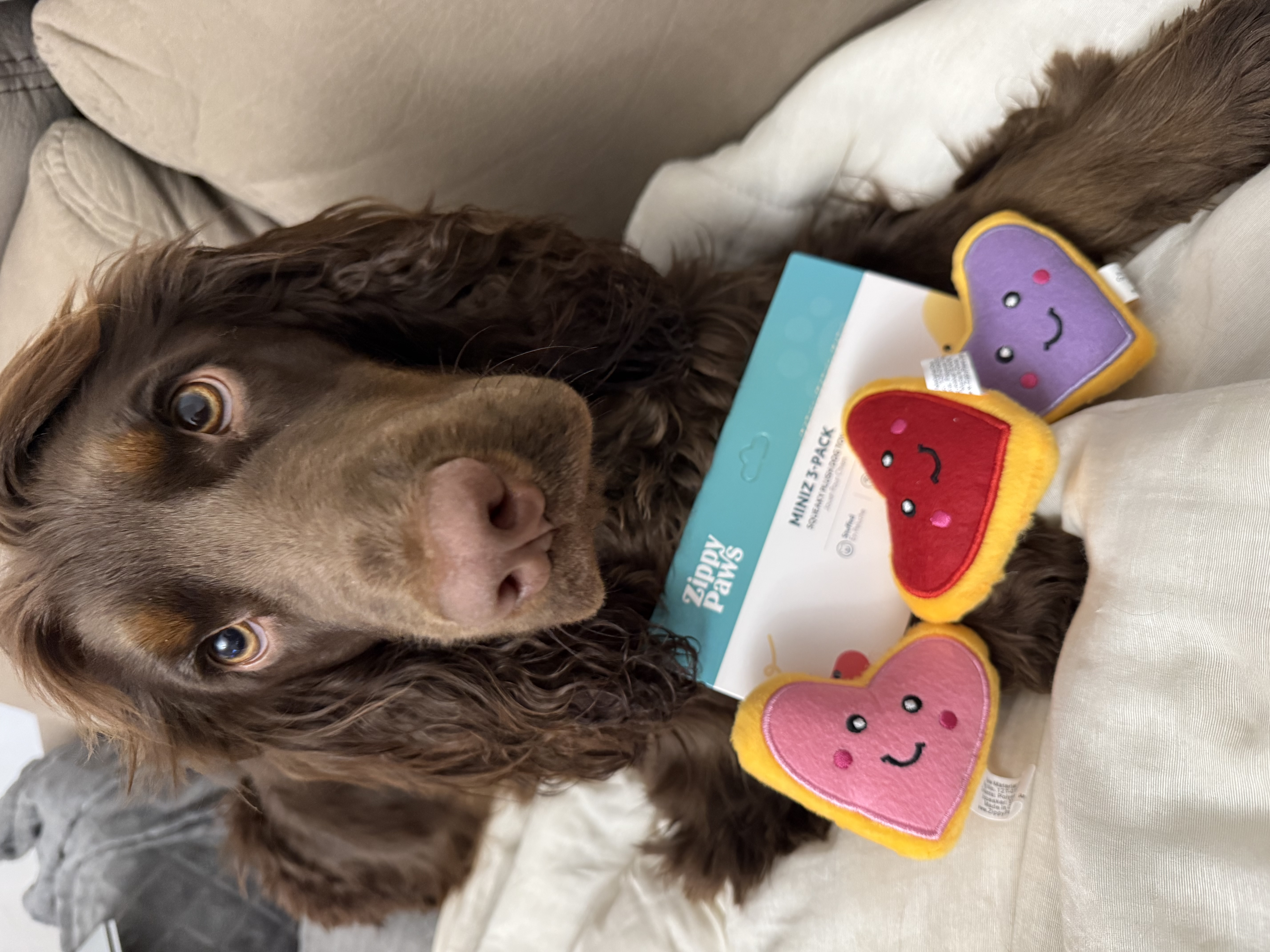 Biscuits en forme de cœur - Zippy Paws 